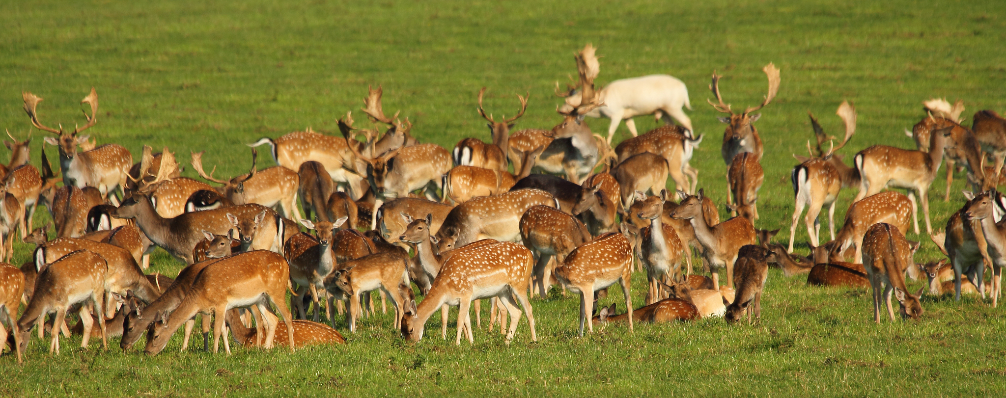 herd of deer in unesco world heritage jgersborg dyrehave