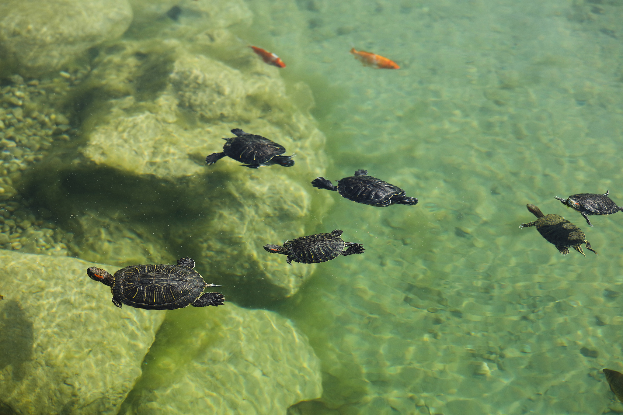 小蝌蚪开始找妈妈了