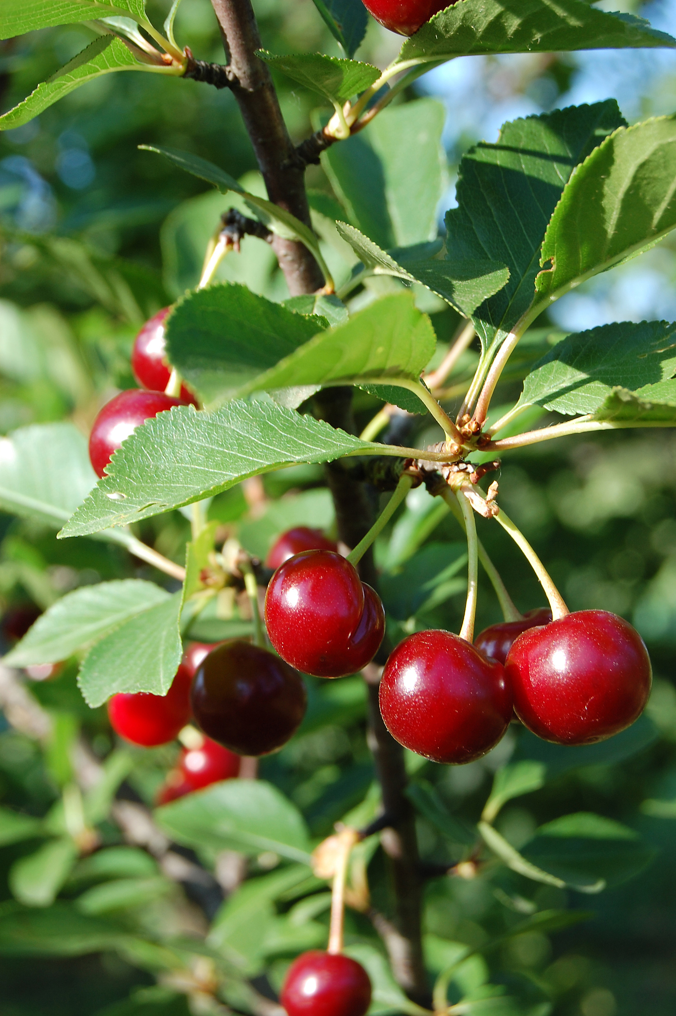 cherry