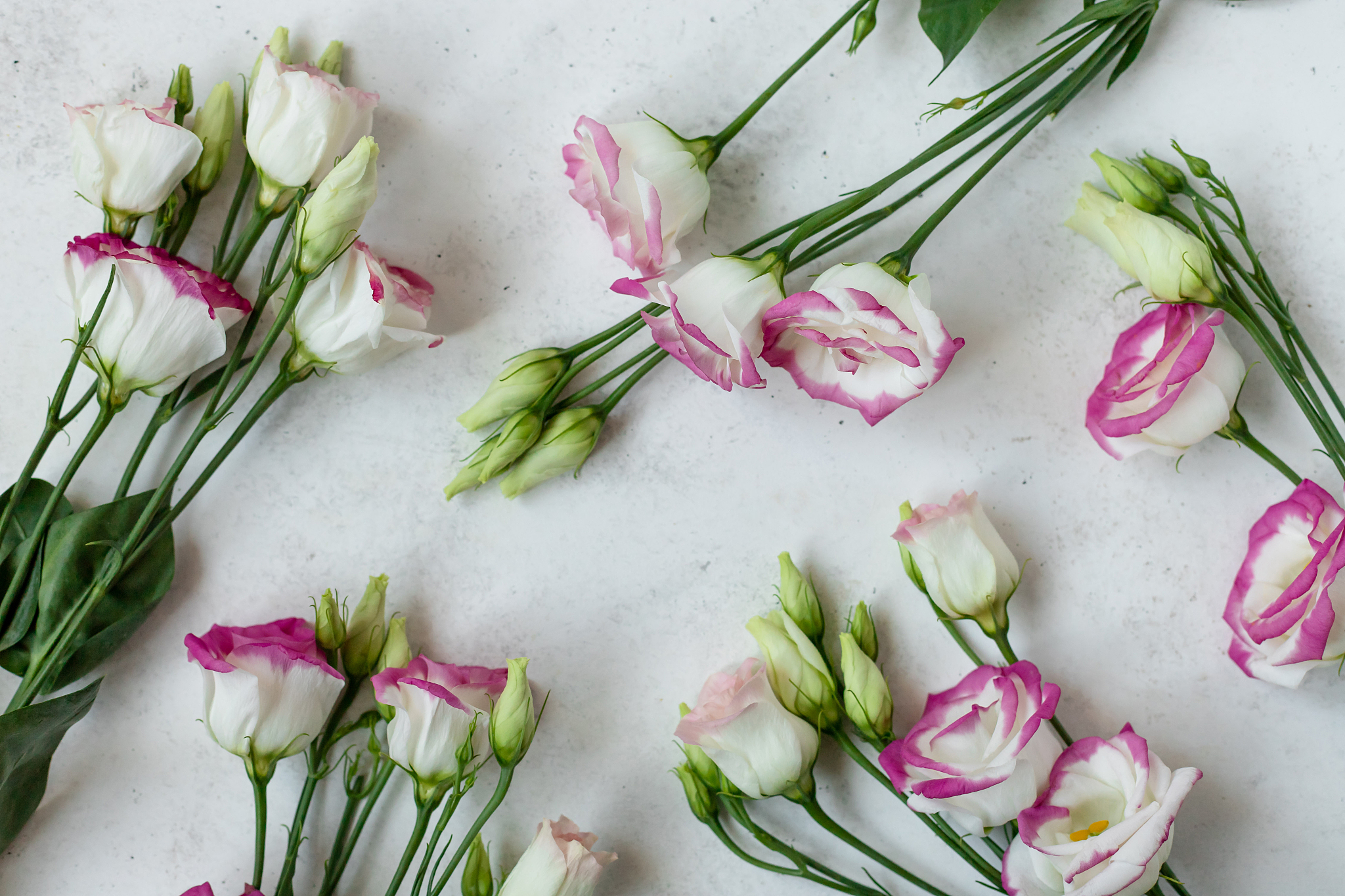 colorful summer flowers on a white background.