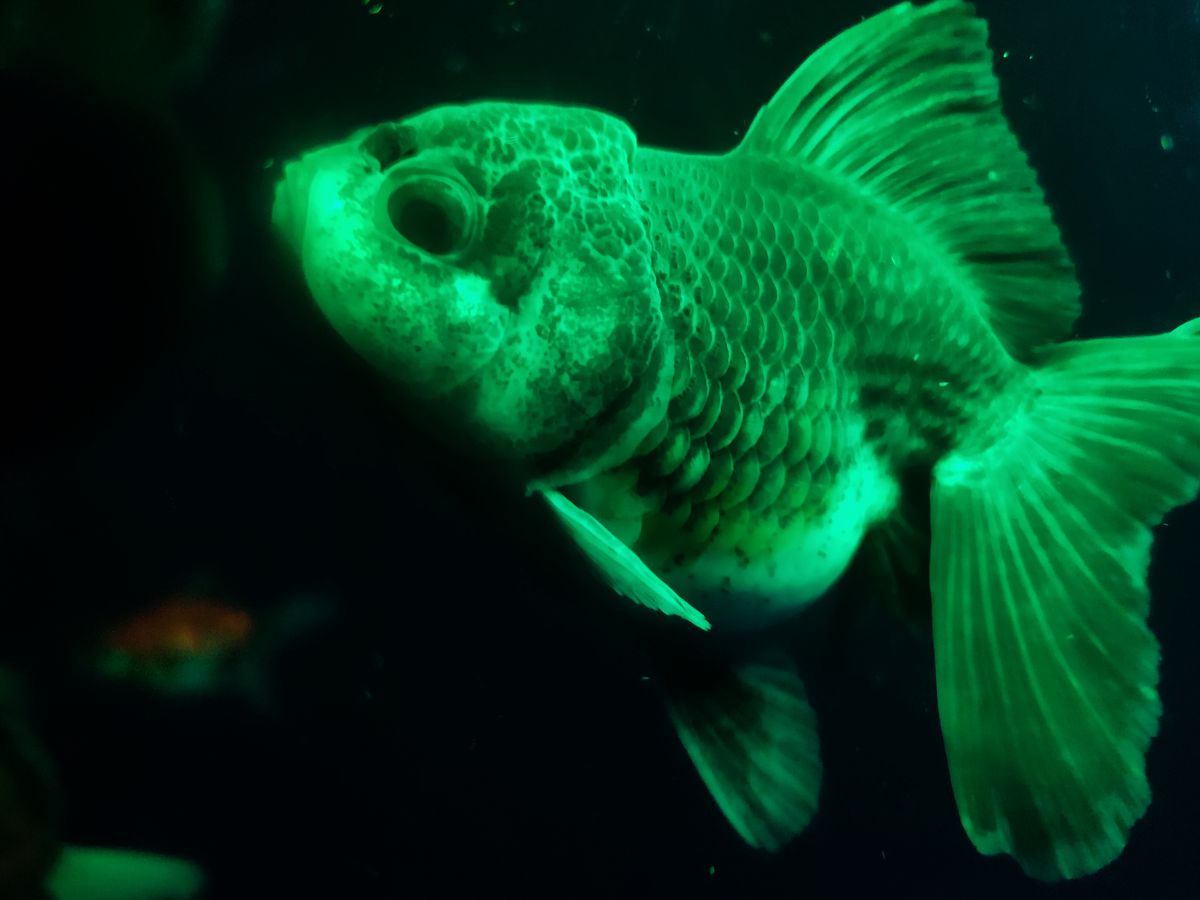 金龙成熟期可以叫什么