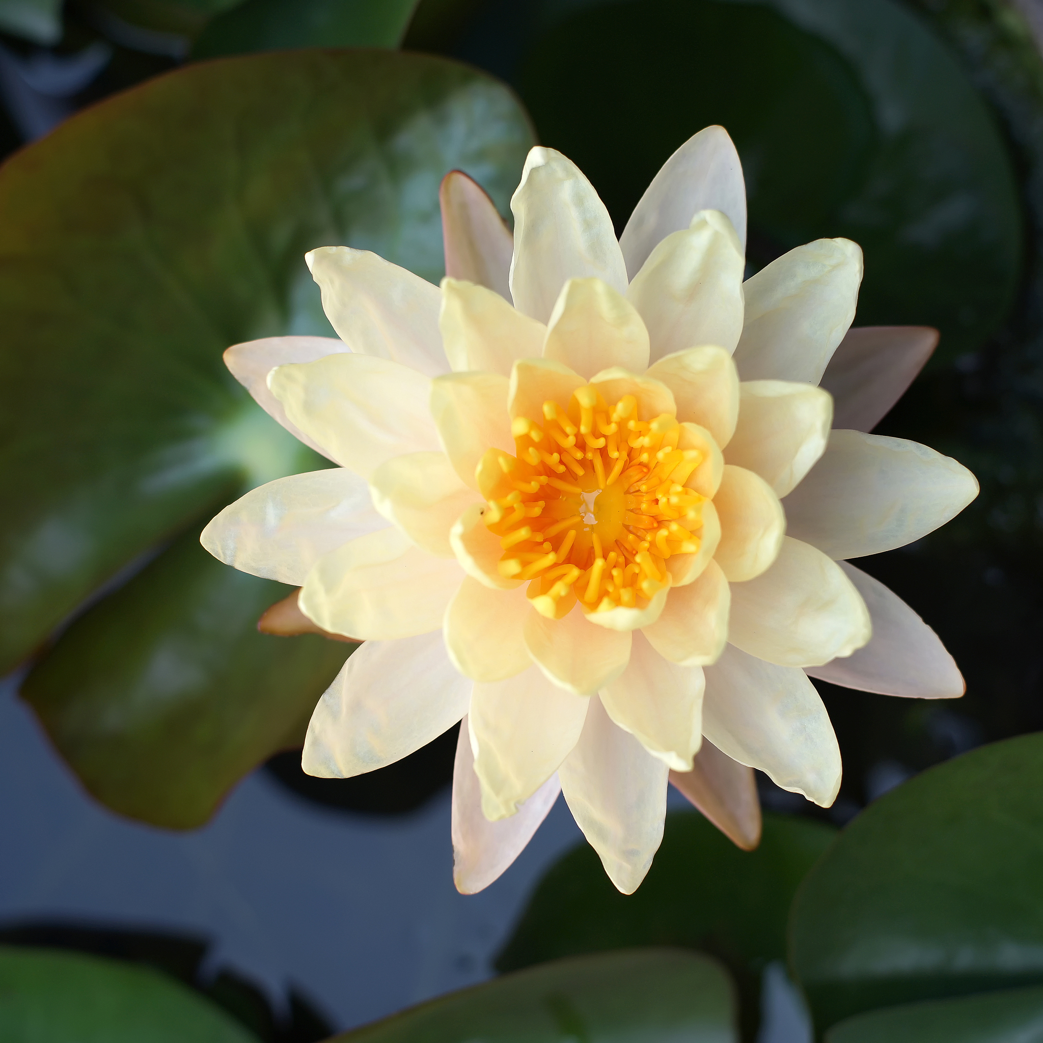 菩提花 vs 莲花：哪个适合你？