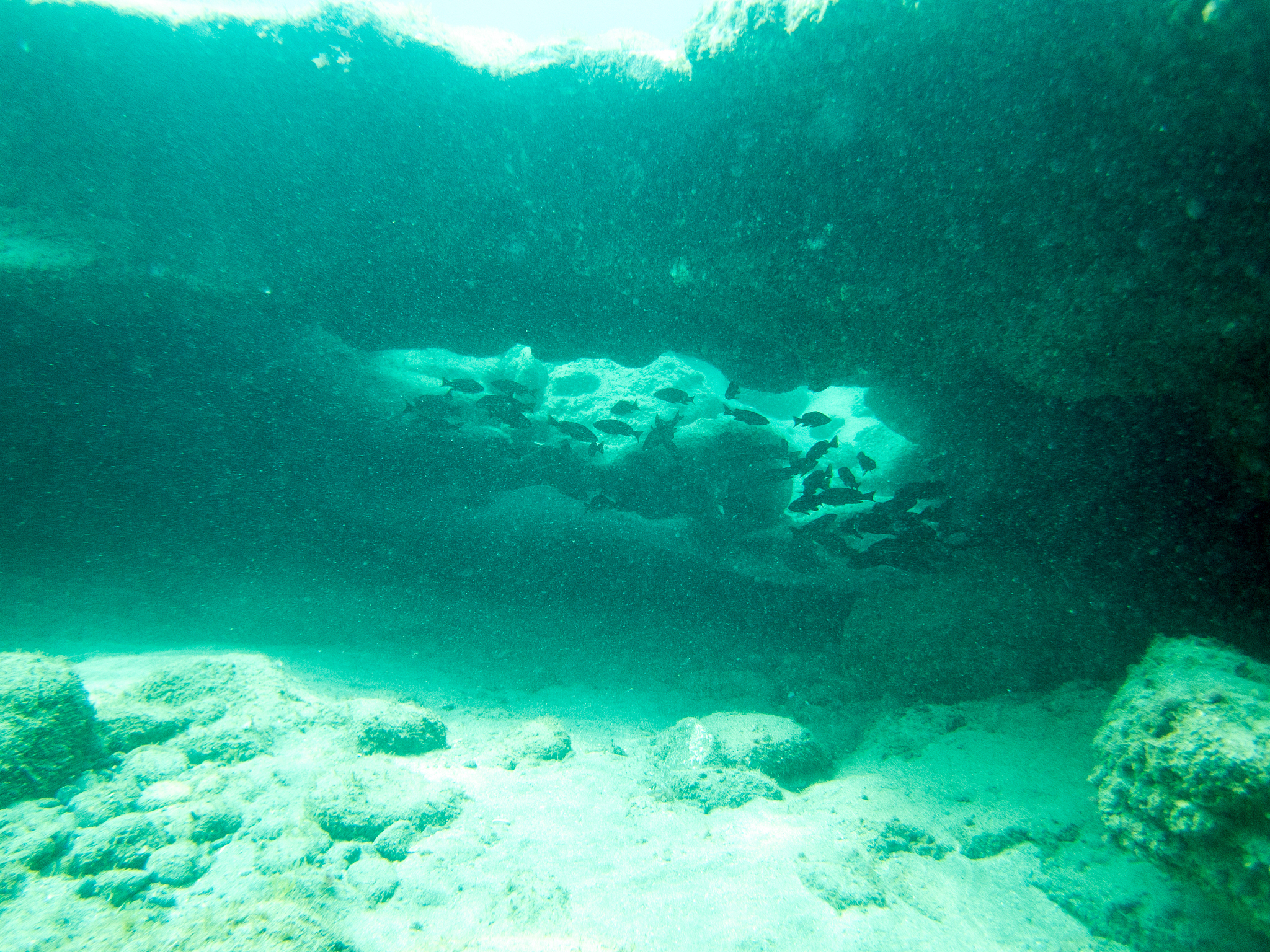 underwater scene with a group of fish hiding under a rock
