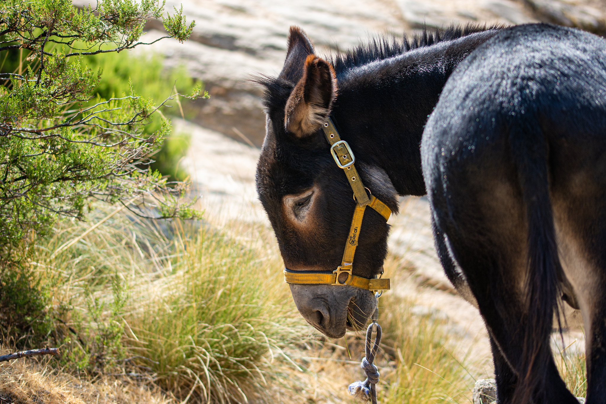 portrait of a donkey
