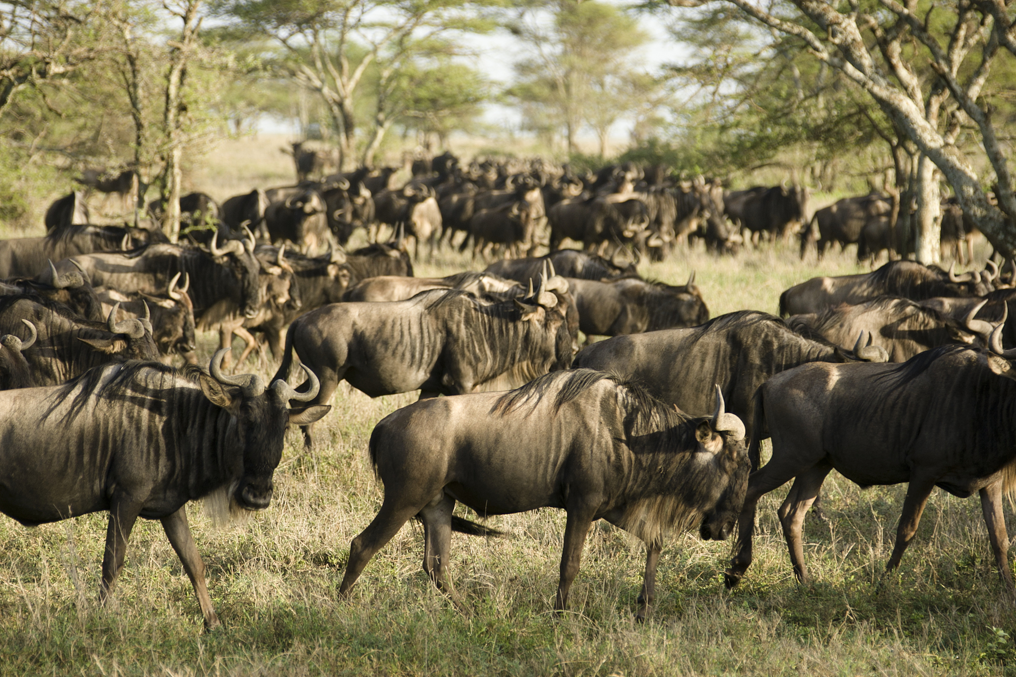white-bearded wildebeest or gnu, connochaetes taurinus, ndutu, s