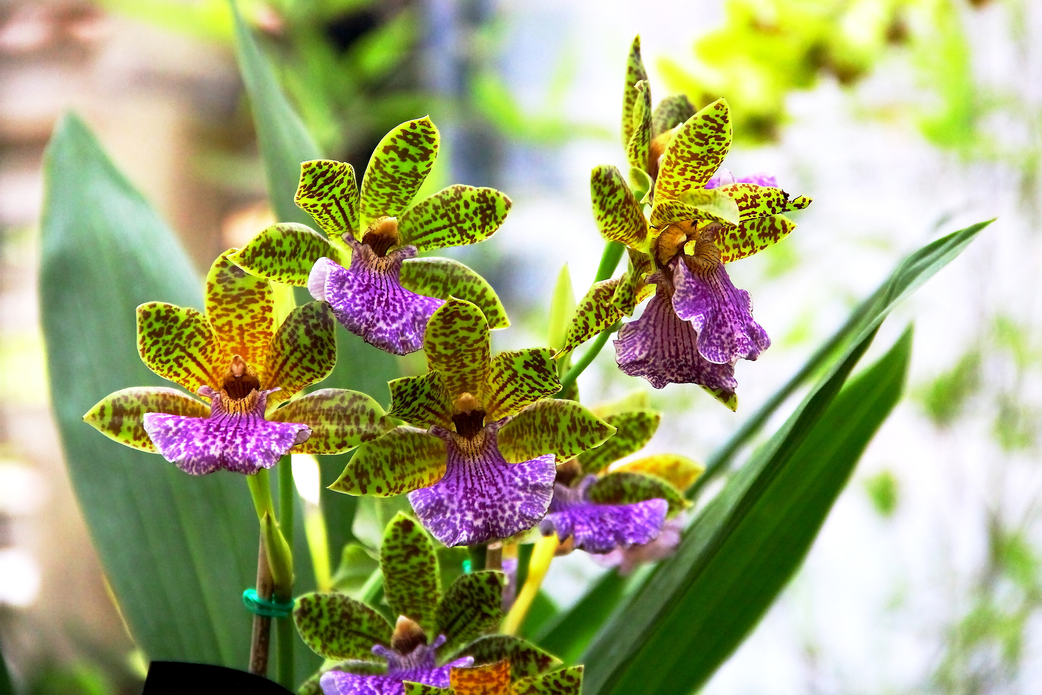 close-up of flowers against blurred background