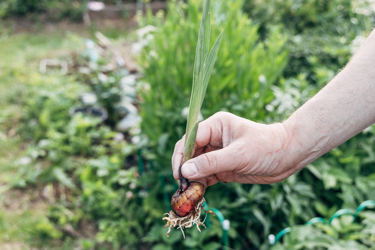 2021年广西兰花种植面积达到万亩