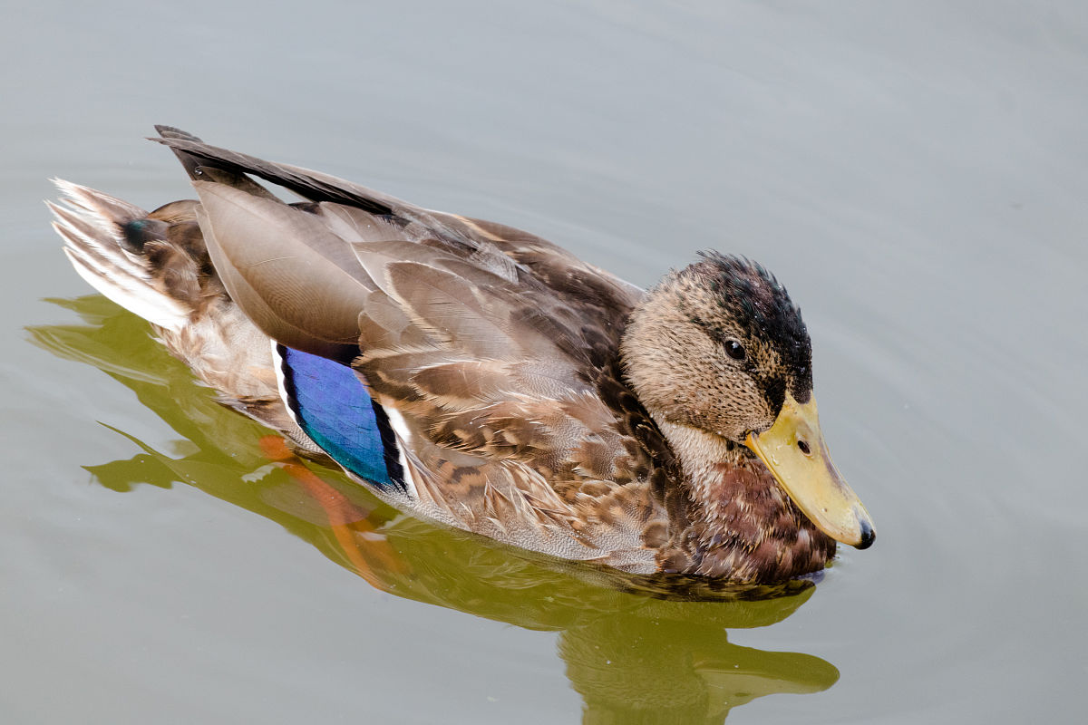 鸭子有没有膝盖