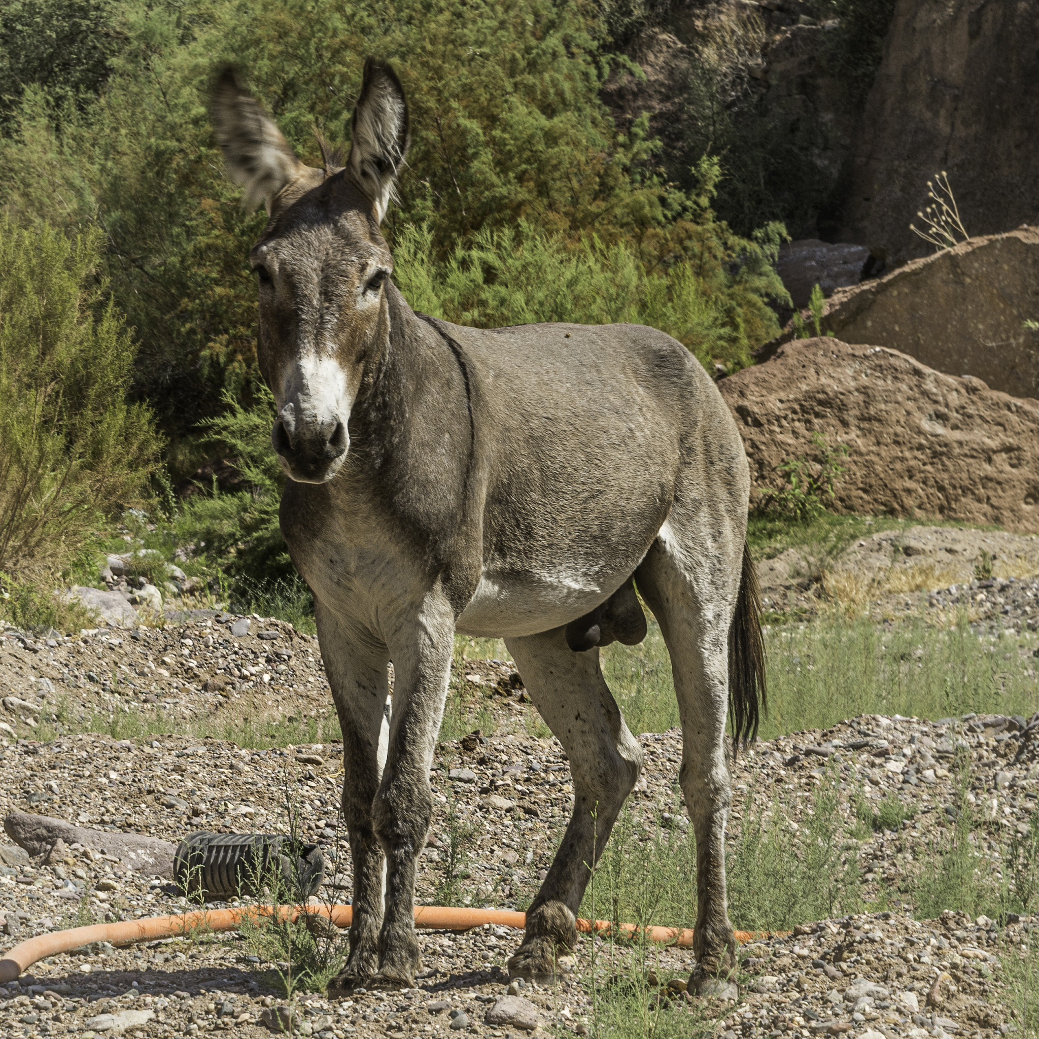 wild burro