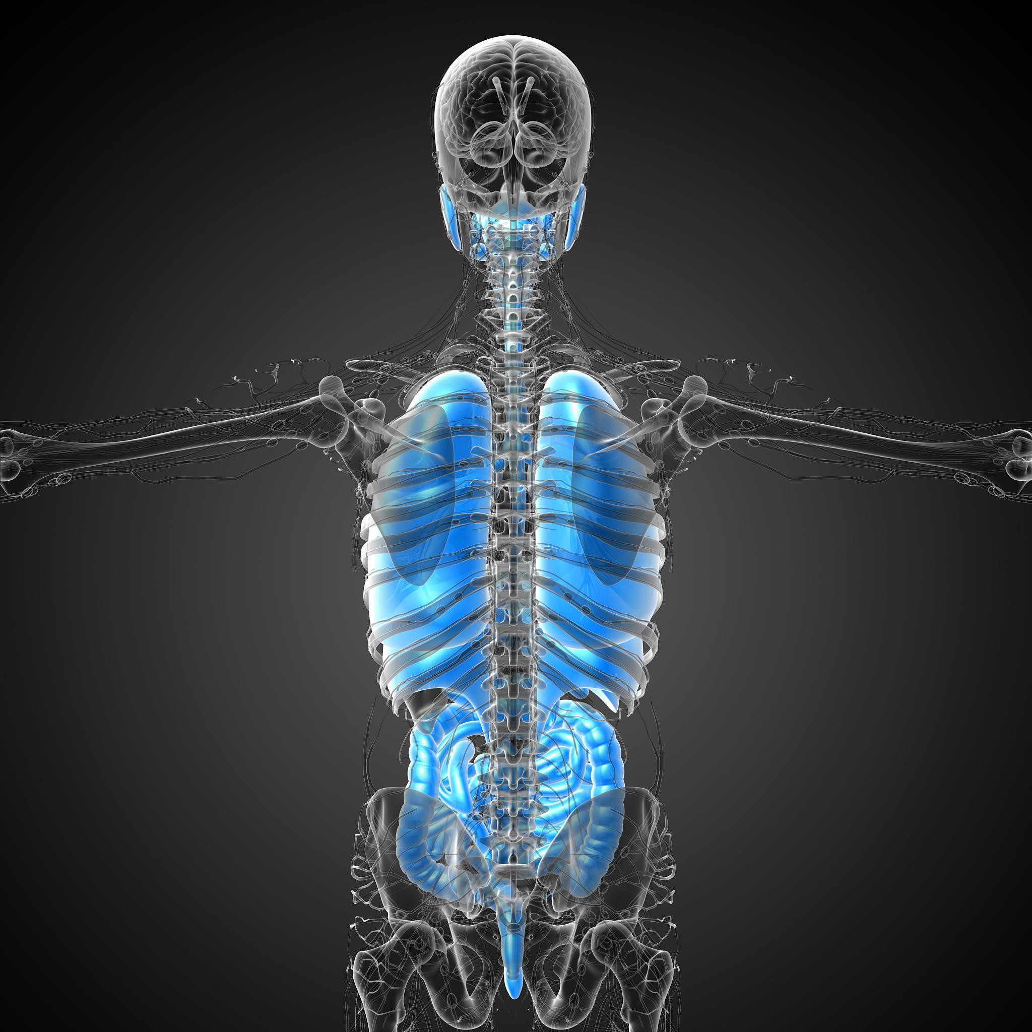 如何更有效地解决医学图像分割中的多器官分割问题？