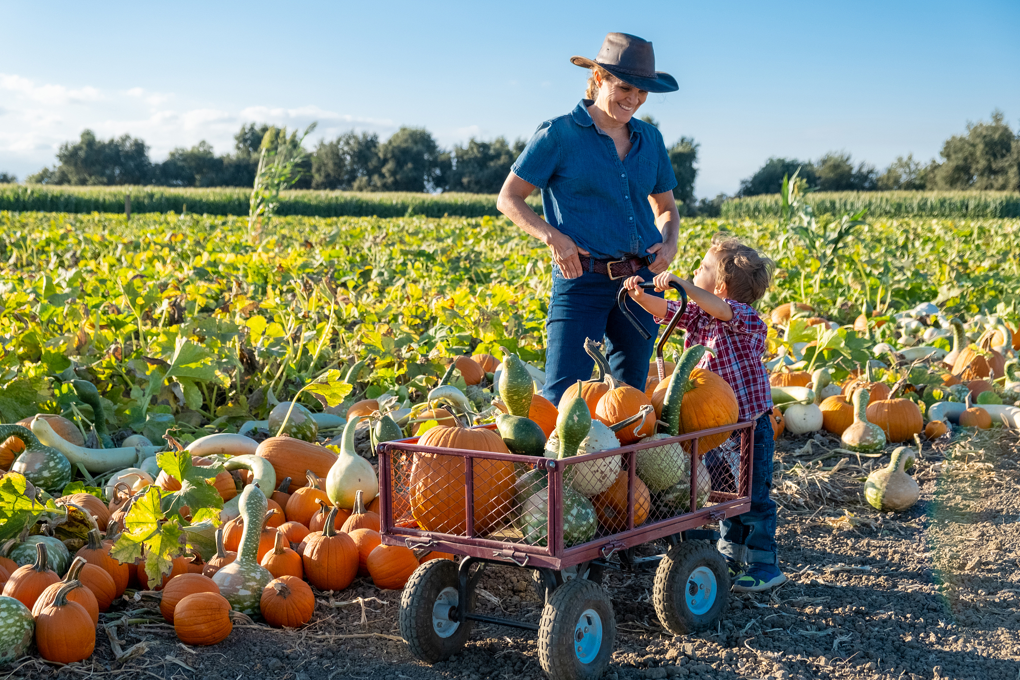 mature woman and her son picking pumpkins at a pumpkin patch