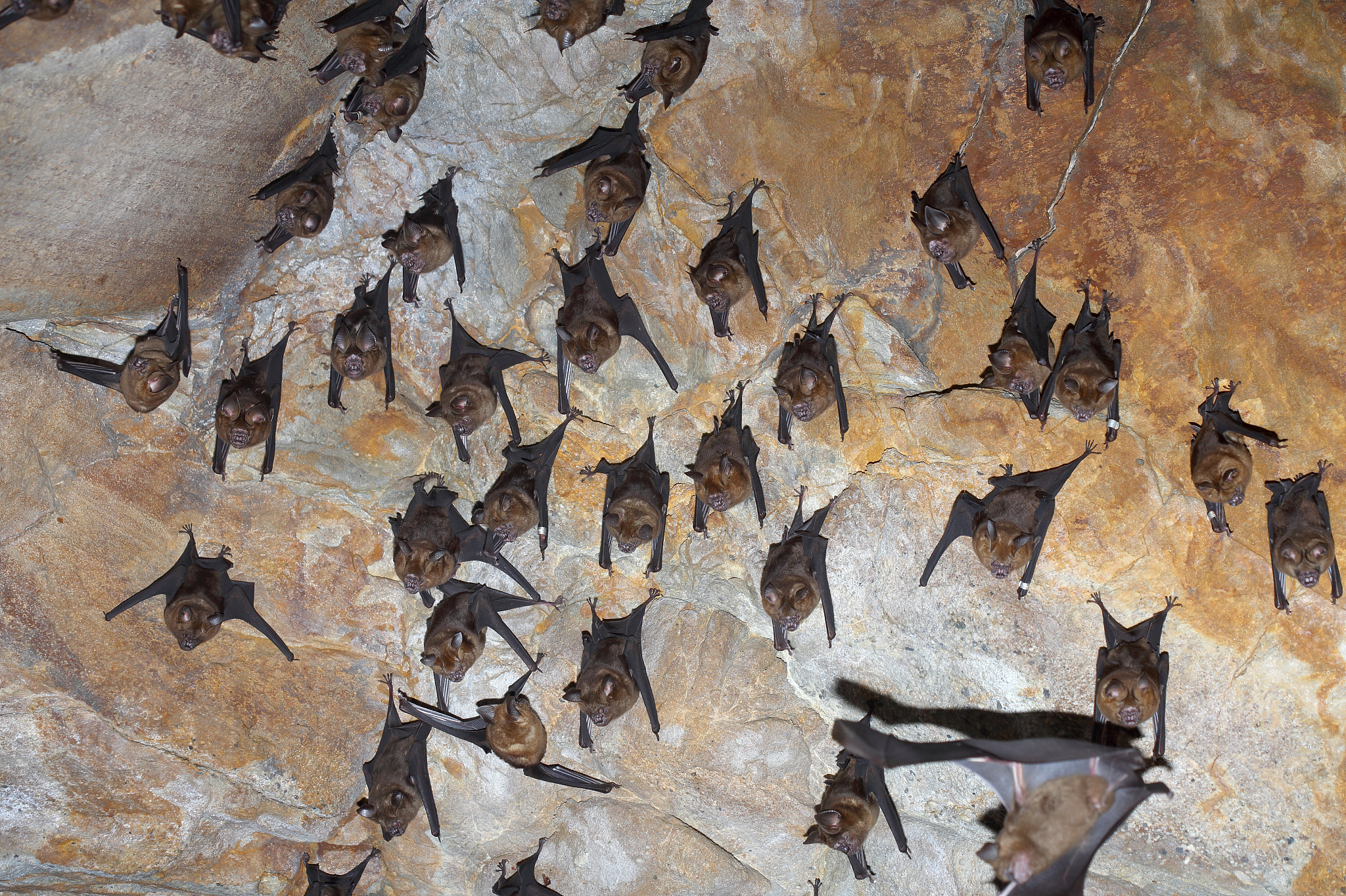 bats resting