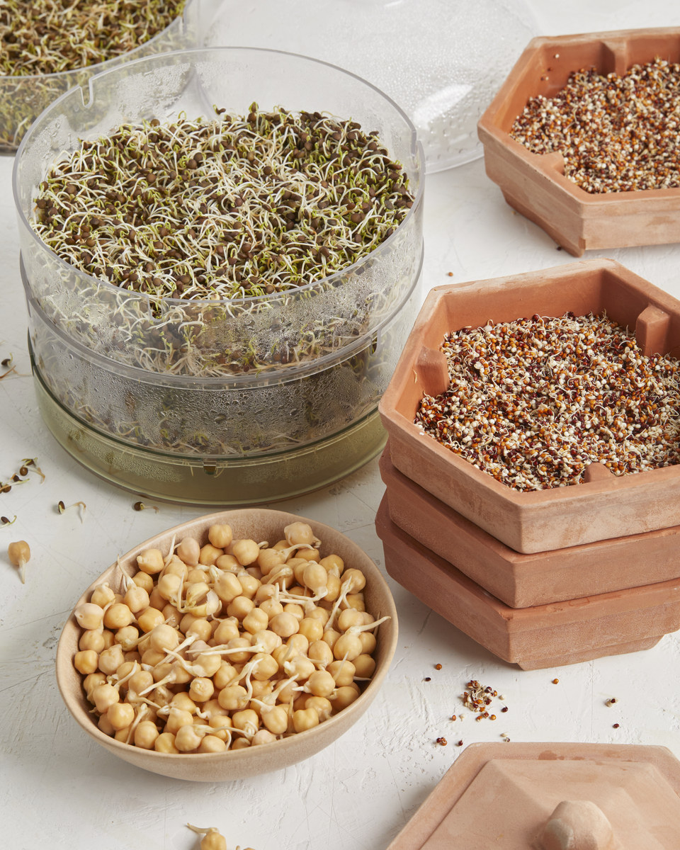 决明子能吃吗？功效、食用方法及注意事项