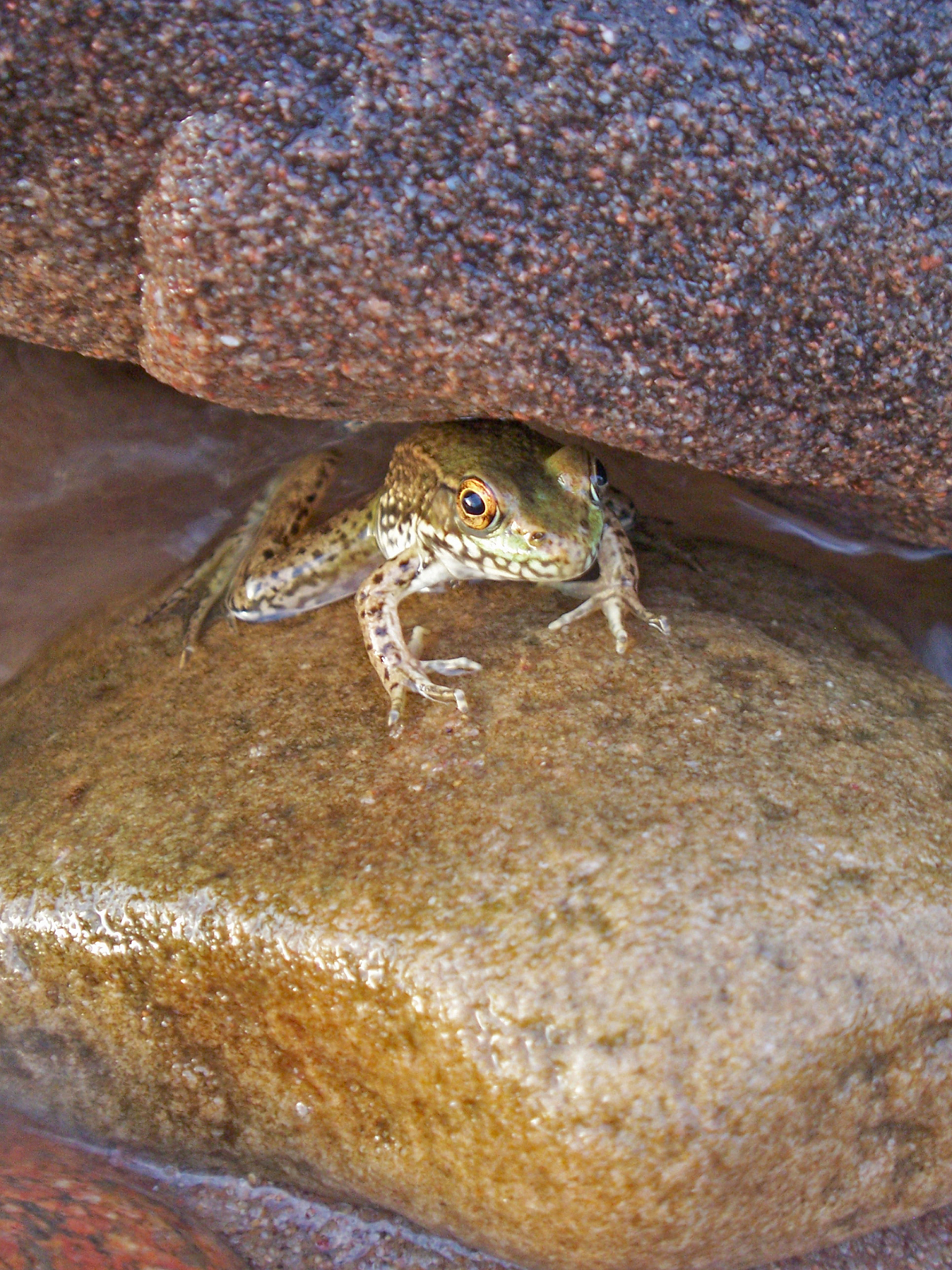 沙漠雨蛙：地球上最凶萌的蛙类之一