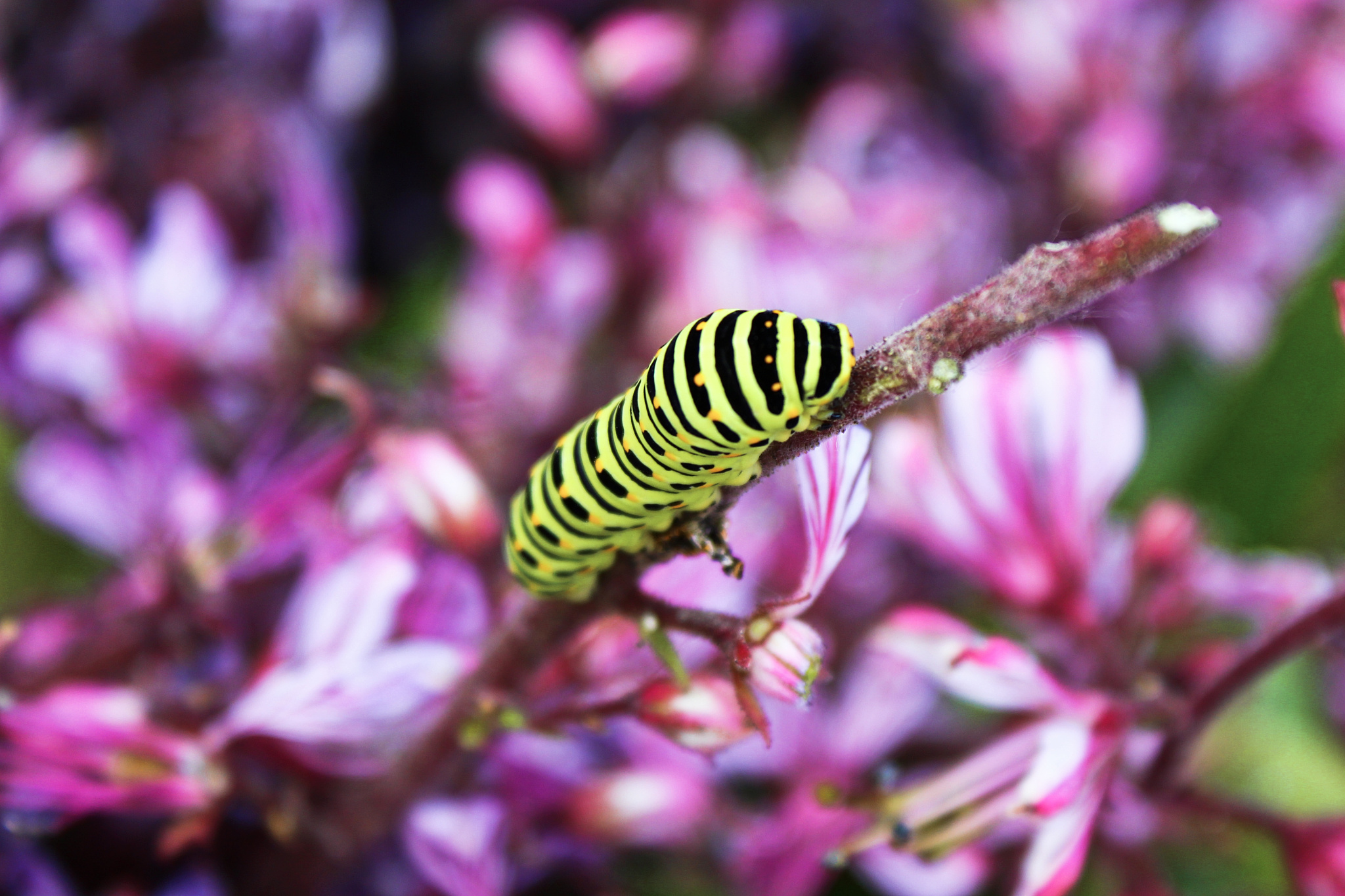 取几个有诗意的名字