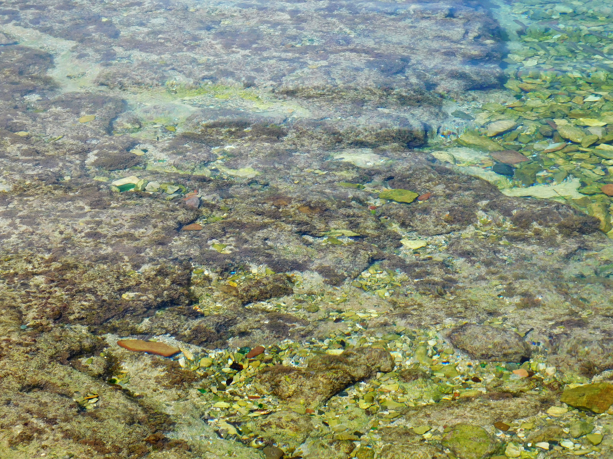 青岛市动植物种类丰富繁茂对经贸的影响
