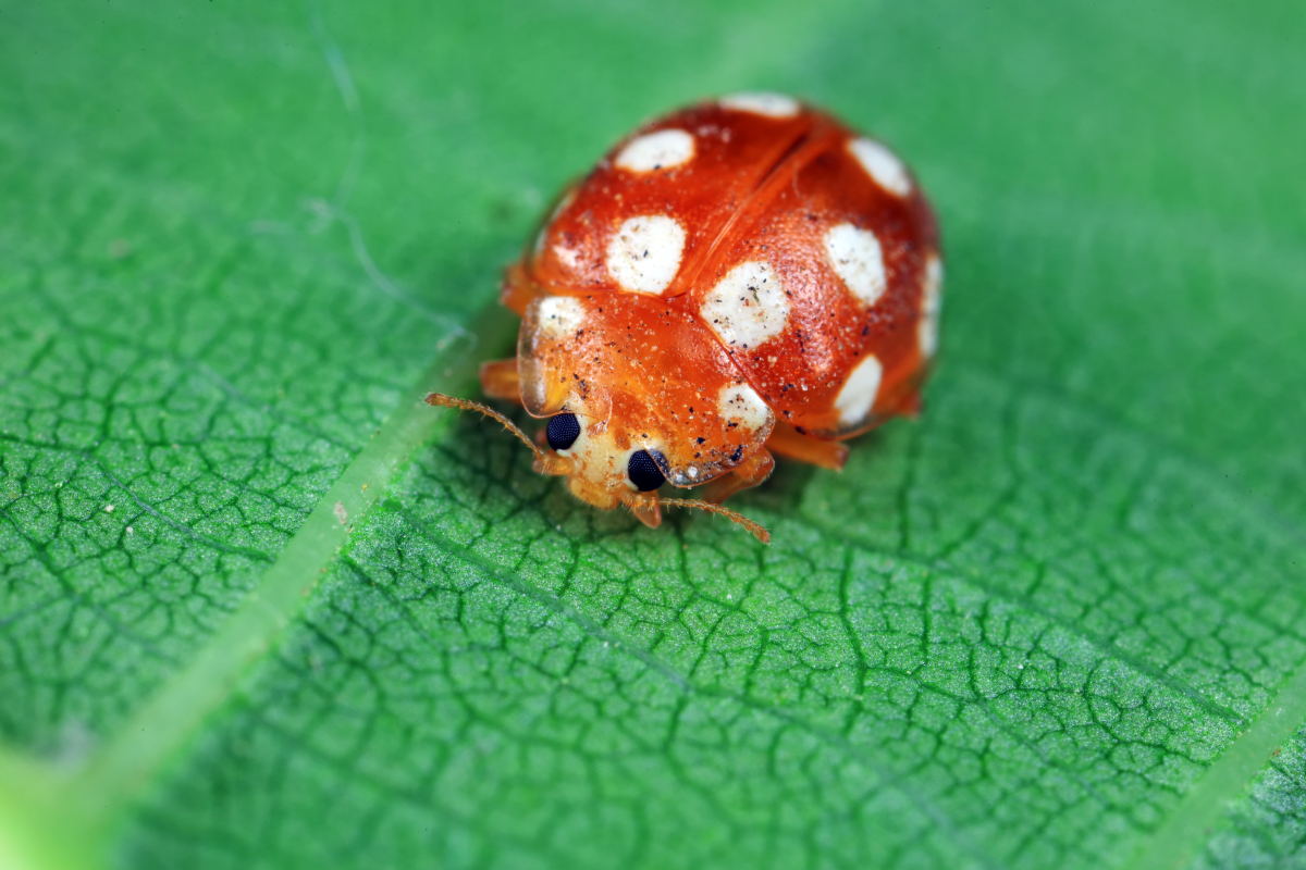 柯氏素菌瓢虫 - 七星瓢虫的学名及生态价值