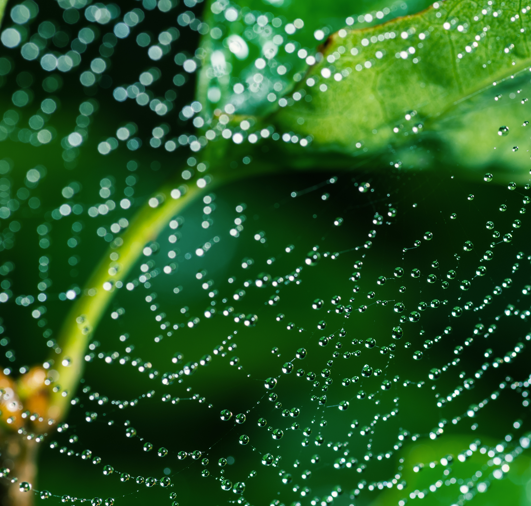 雨中聆听：大自然的奇妙音乐会
