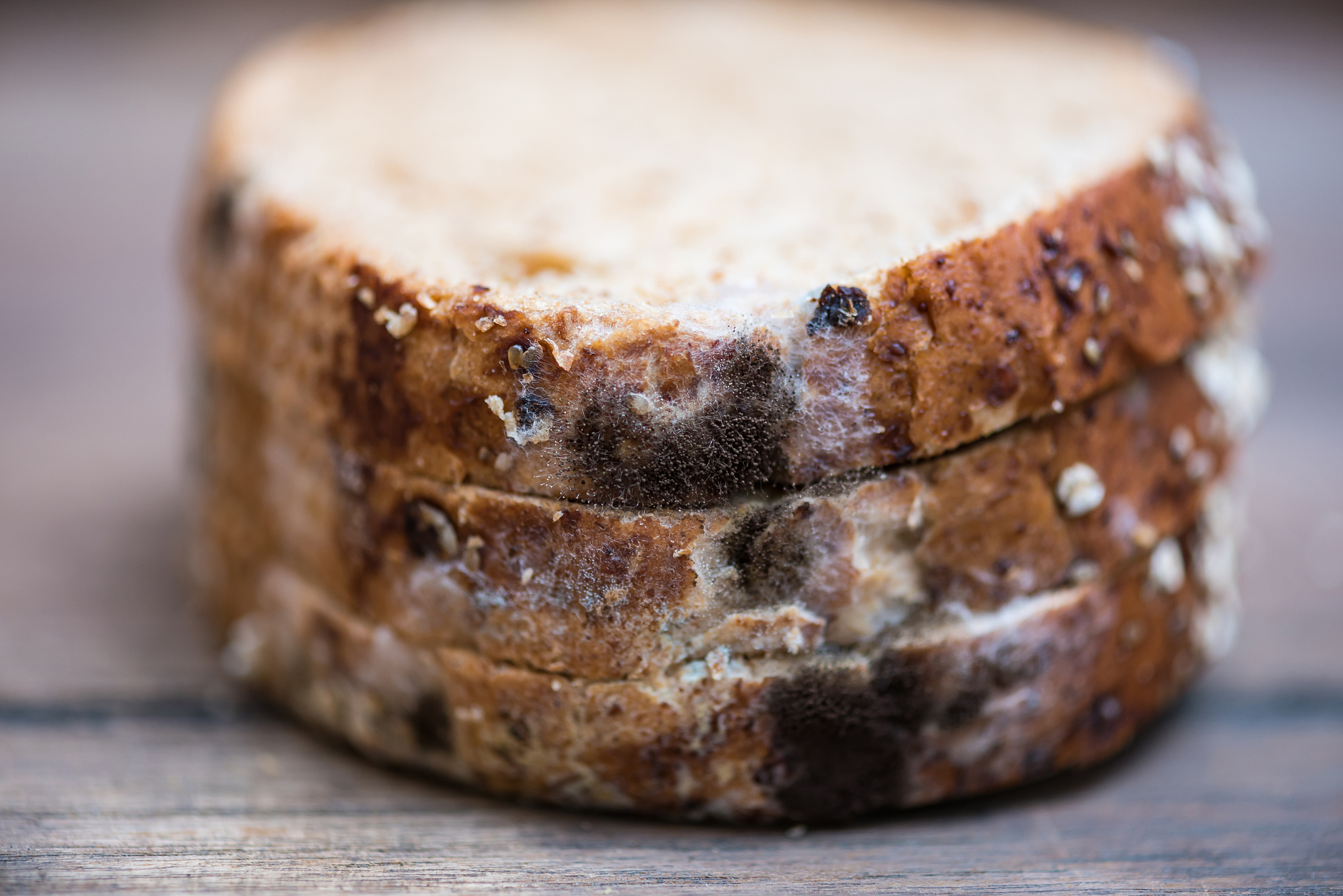 生物学论文去重修改：真菌和细菌的分布