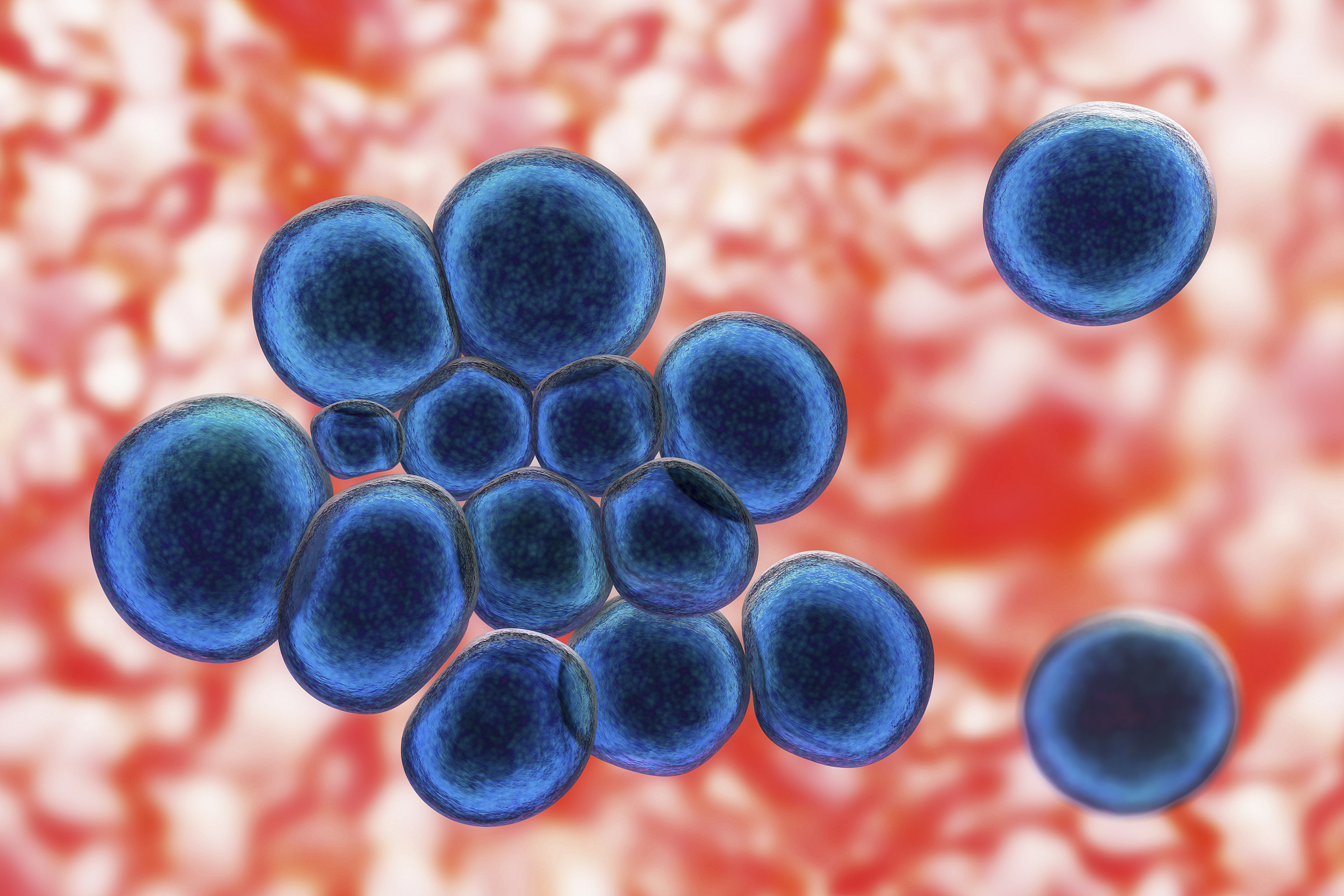 陕西省有关新生儿细菌感染鉴定的规定