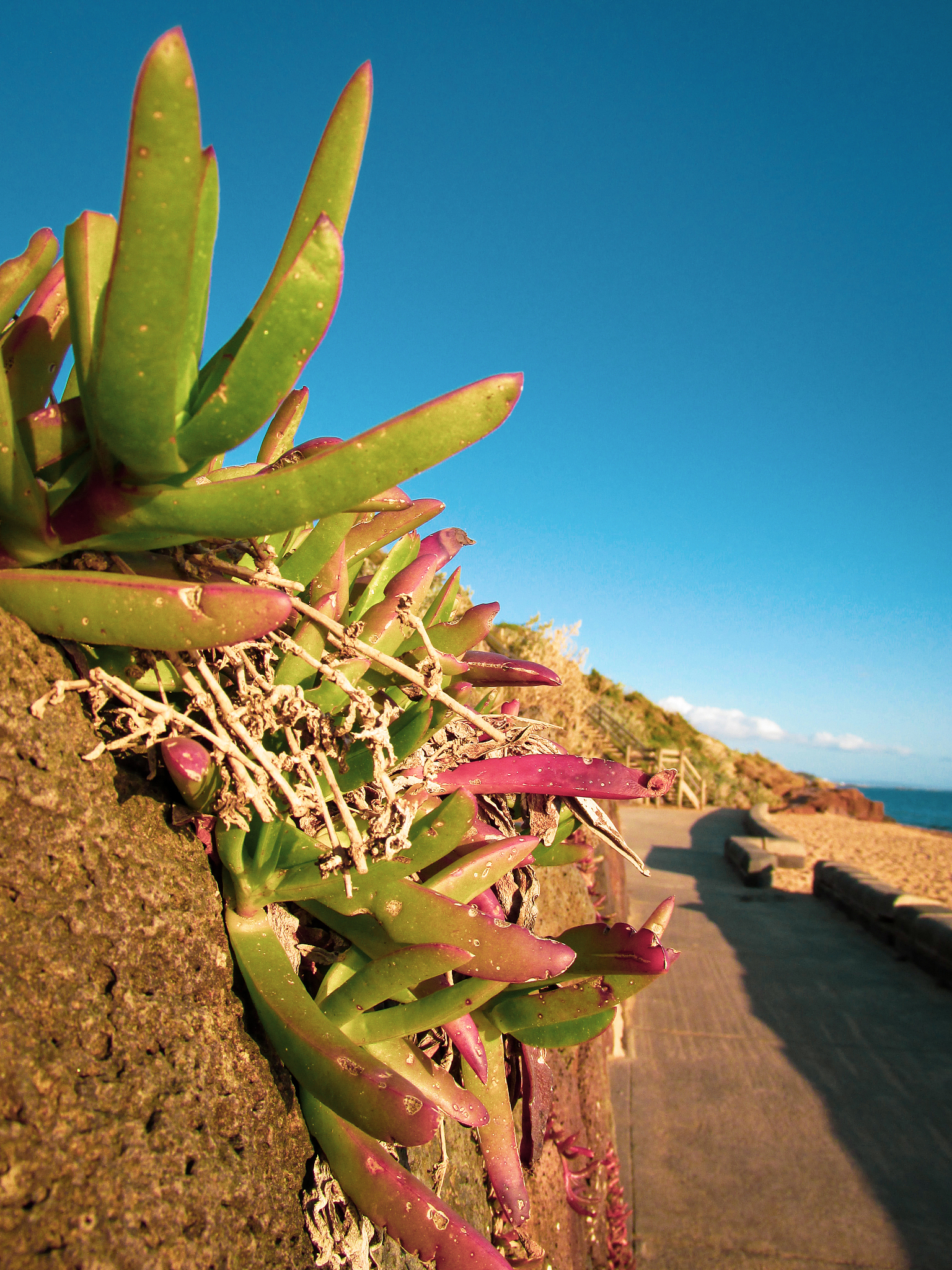北大西洋涛动对大气环流和洋流的影响：NAO和AMO的深远影响