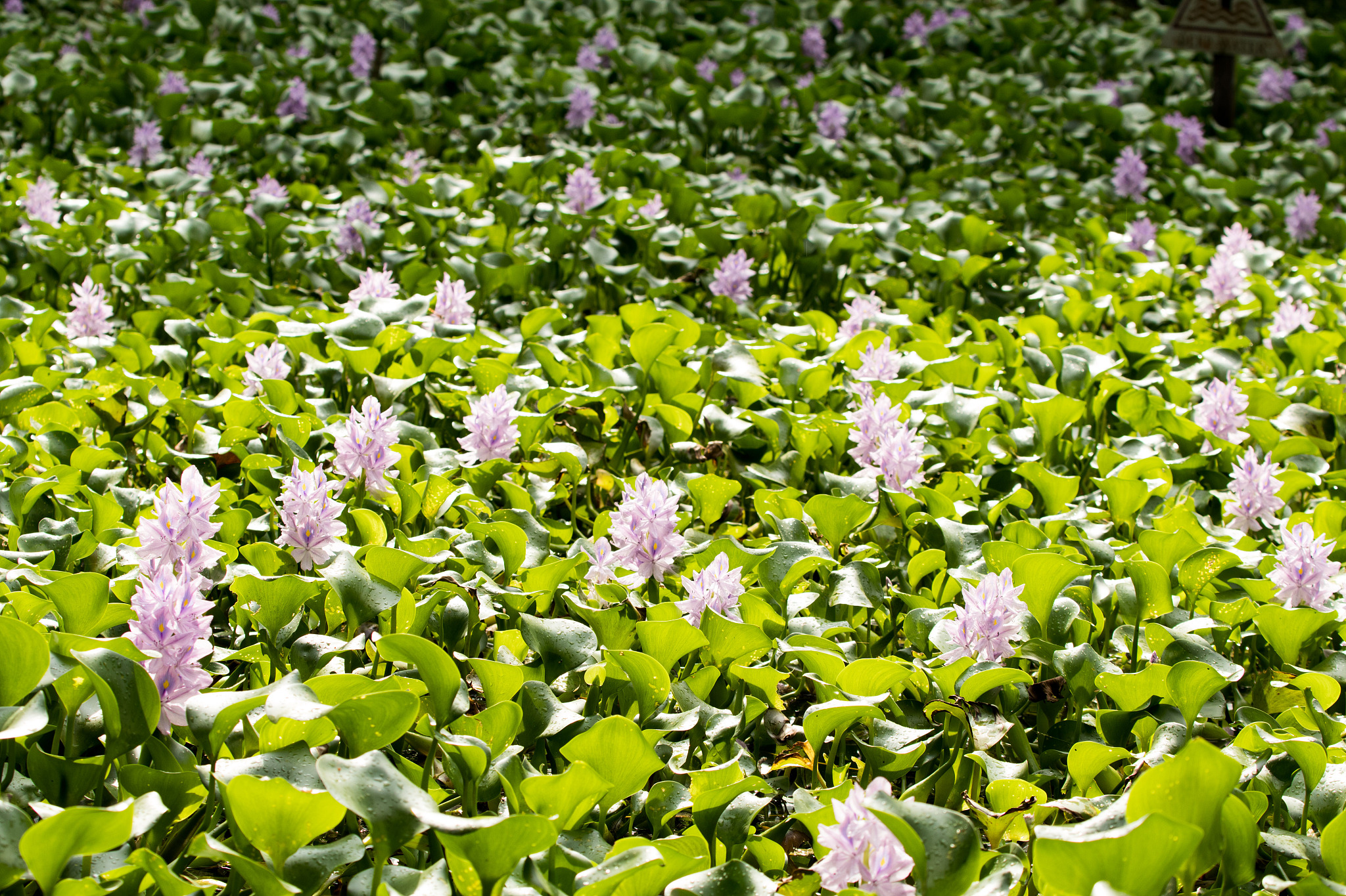 百子莲种植方法和时间：春季、夏季最佳，轻松打造水生美景