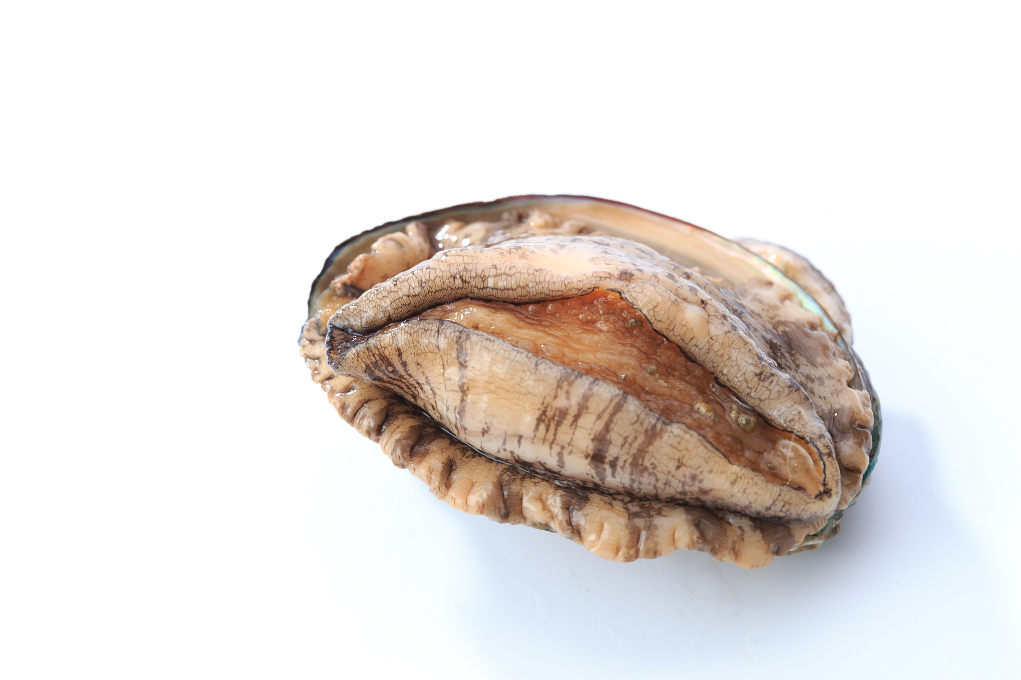 鲍鱼壳上的孔是怎么回事，