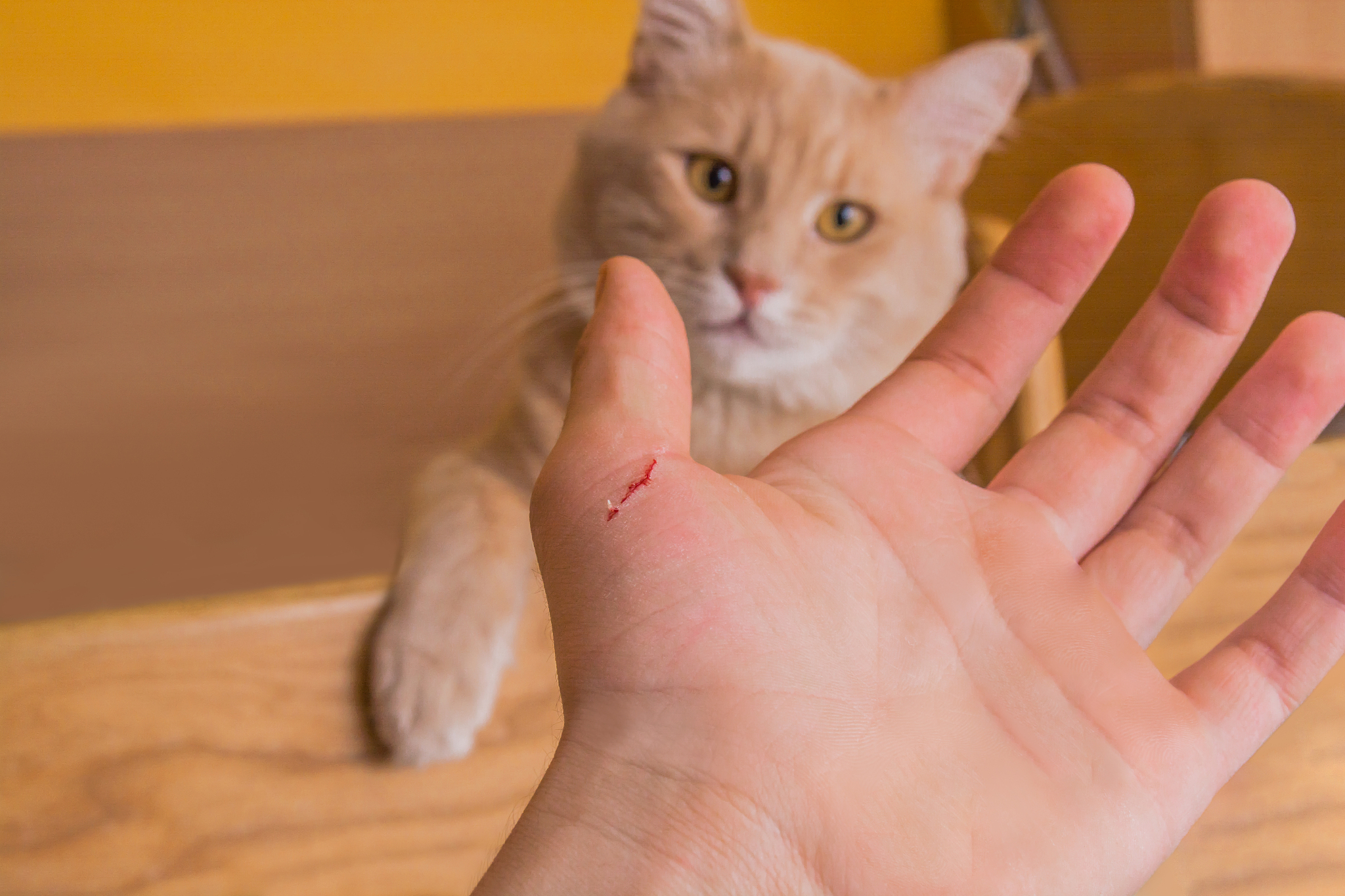 如何防止猫咪咬人？-  解决猫咪咬人问题的实用指南
