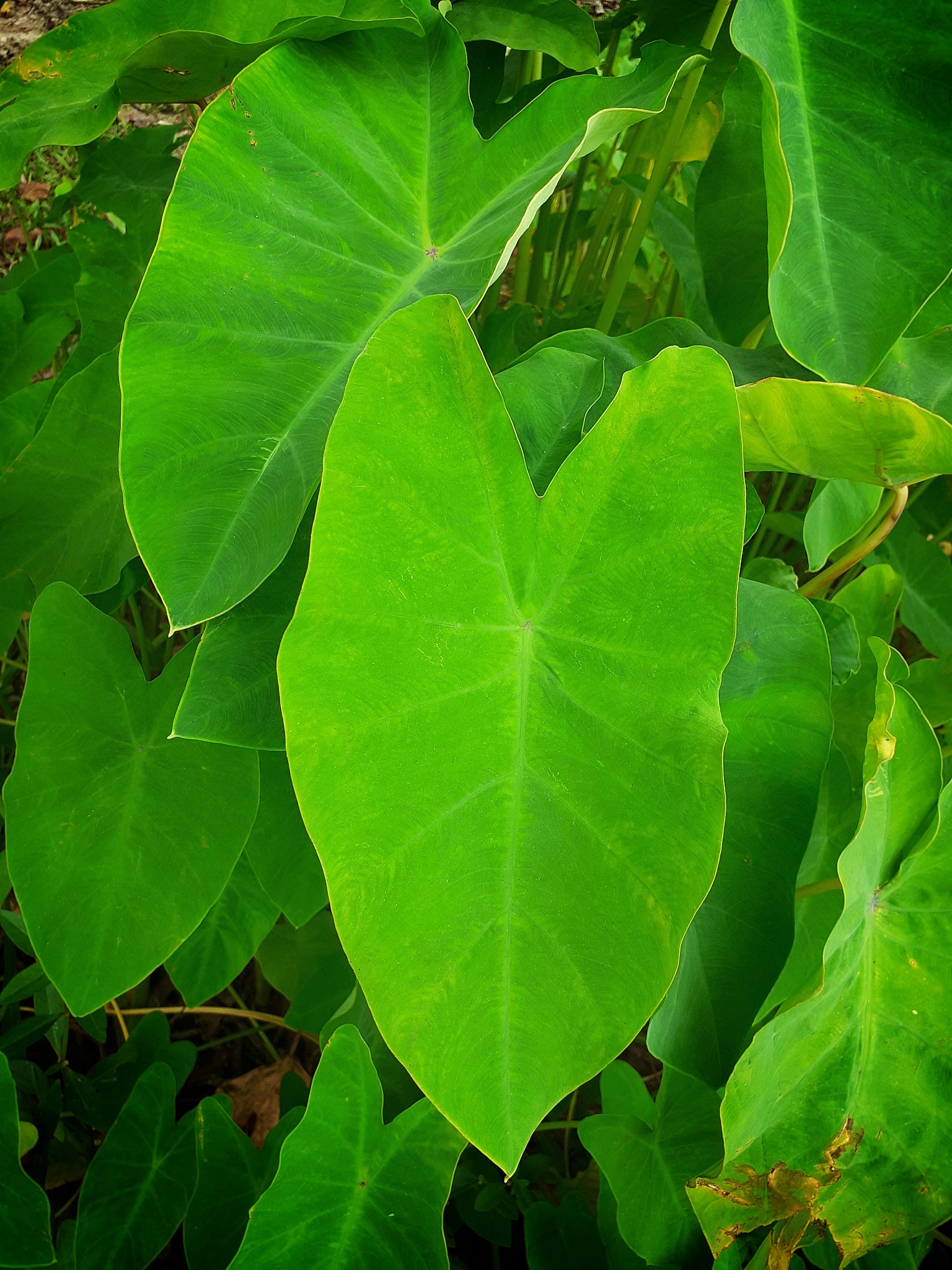 green colocasia esculenta or taro plant
