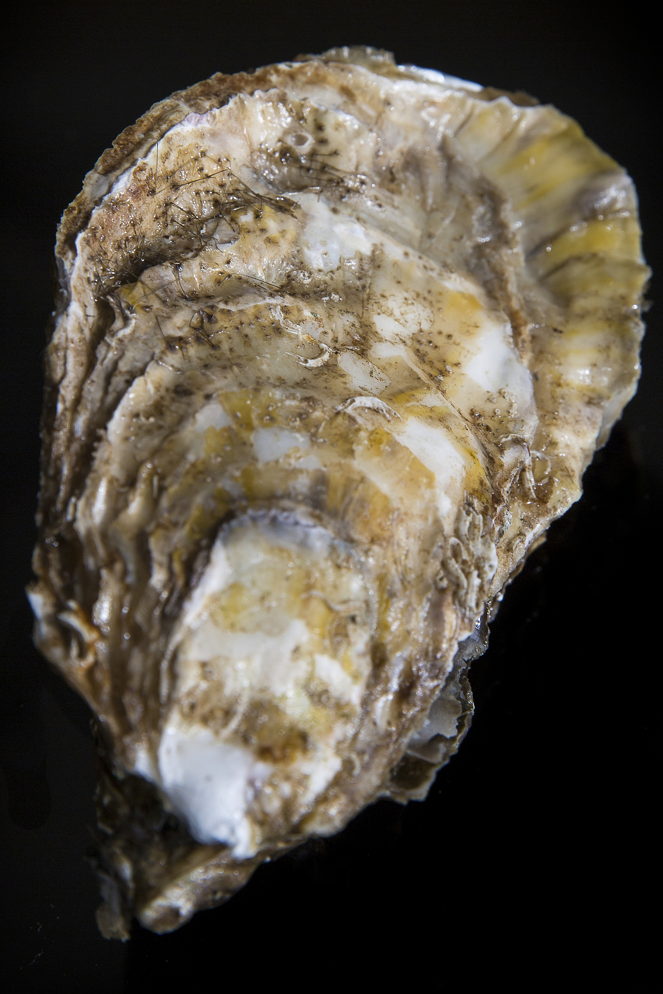 多倍体牡蛎主要有以下几点意义1 生长速度快多倍体牡蛎特别是三倍体牡蛎的生长速度明显快于二倍体可以缩短养殖周期提高经济效益。2 抗逆性强 多倍体牡蛎抗疾病、抗逆性较强死亡率低有利于减少养殖过程中的损失。3 肉质鲜美多倍体牡蛎的肉质细嫩鲜美度高市场价值高。消费者普遍认为三倍体牡蛎的口感更好。4 无生殖期多倍体牡蛎无法进行正常减数分裂生成配子所以不会出现生殖期可以避免此时肉质下降的问题。5 规划化生产使