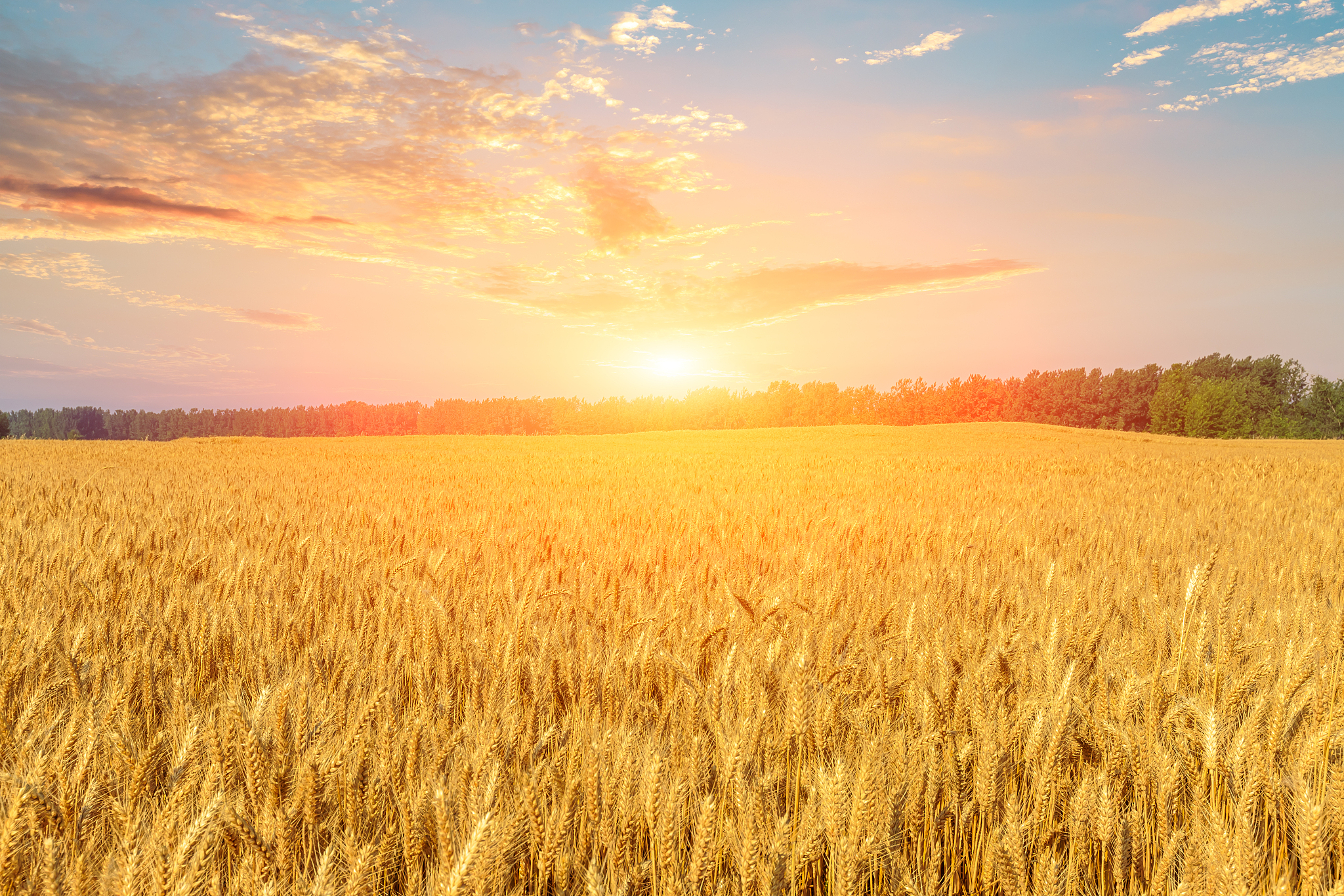 中国水稻和小麦主要产地及气候影响分析 - 以广东省为例