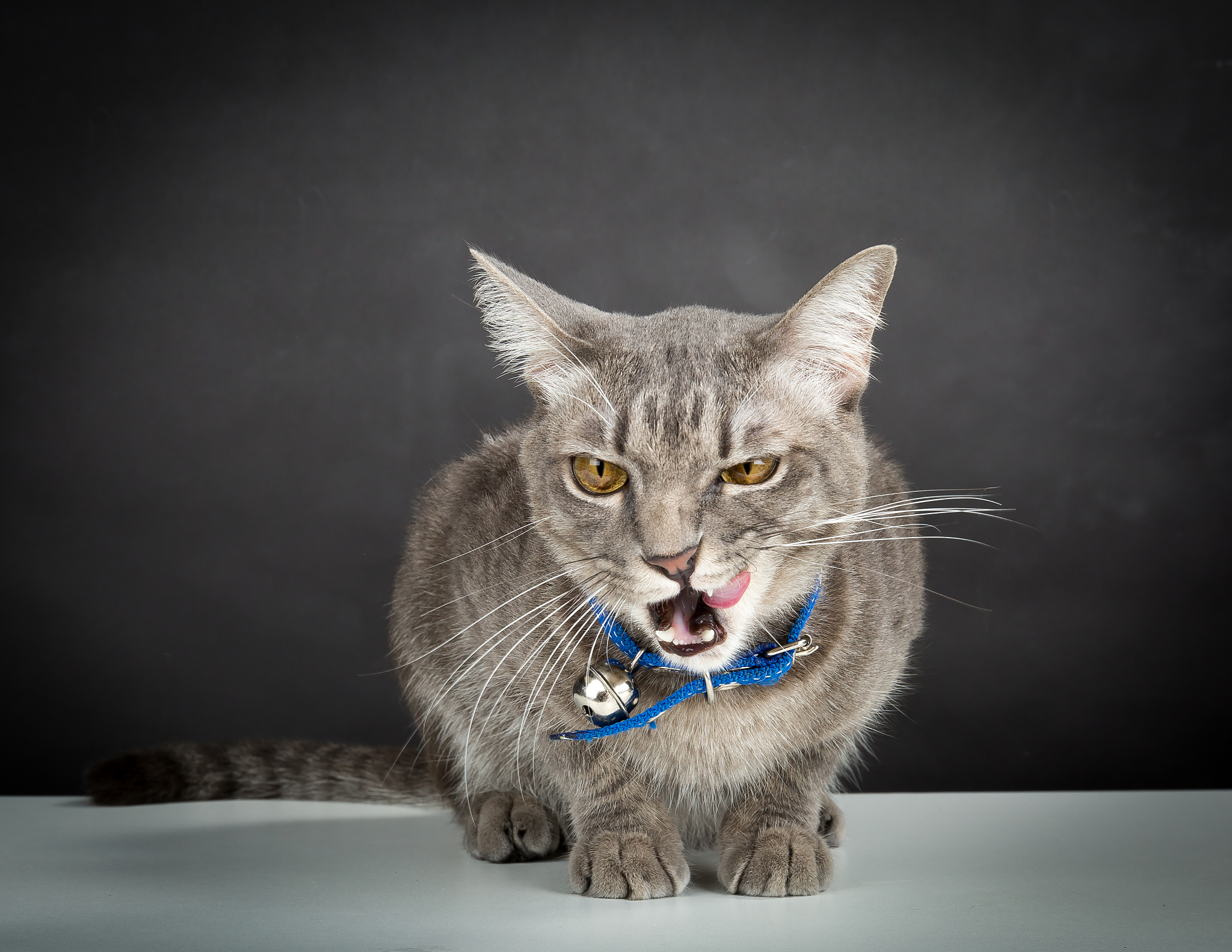 Lazy Cat Basking in the Sun: A Story of Feline Indifference