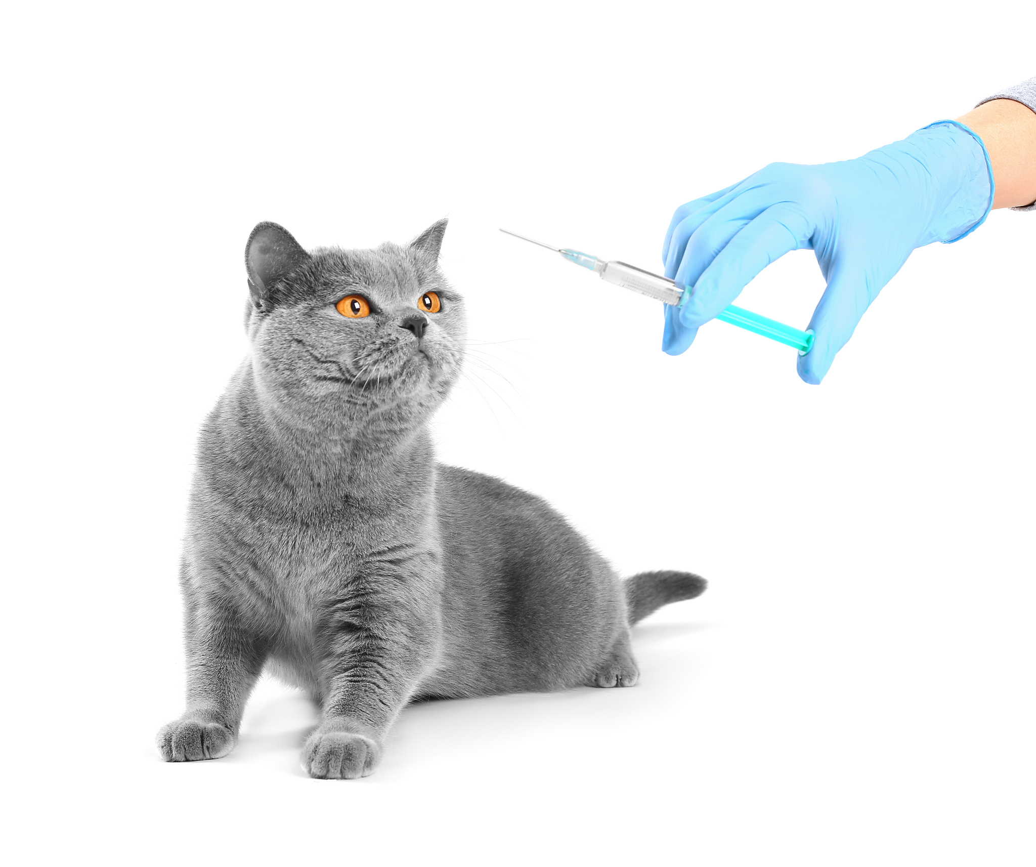 中国小狗疫苗费用 - 详细指南