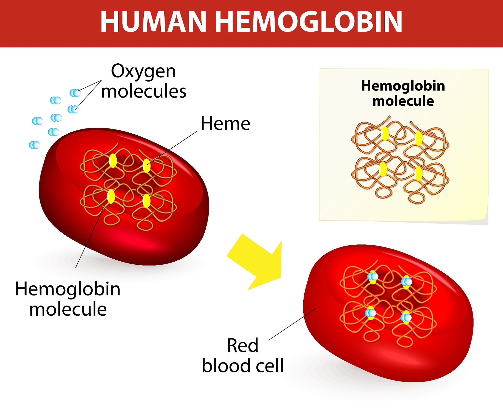 噬菌体编码的Toxin HigB / Protein kinase domain of HipA是什么