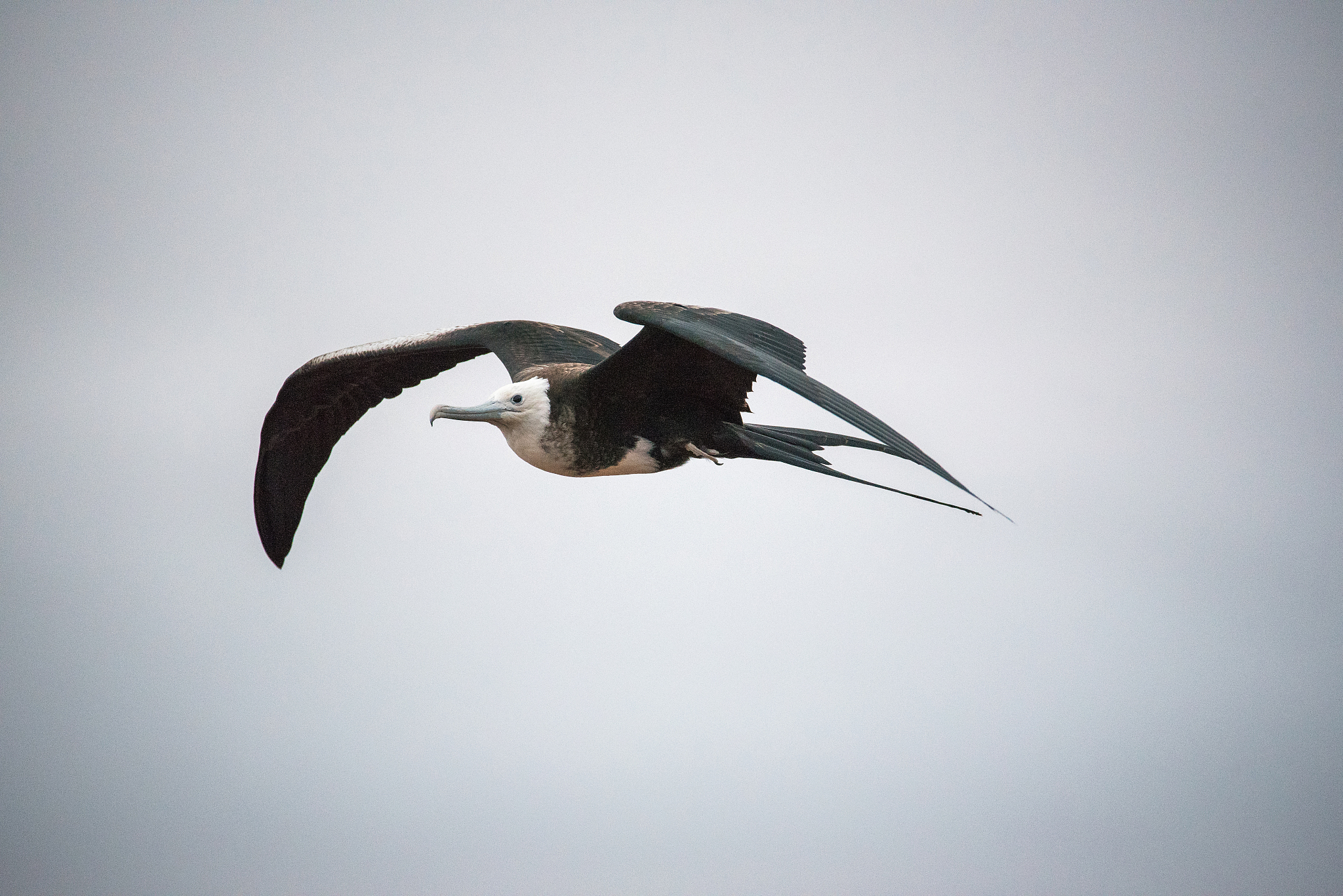 great frigatebird in flight