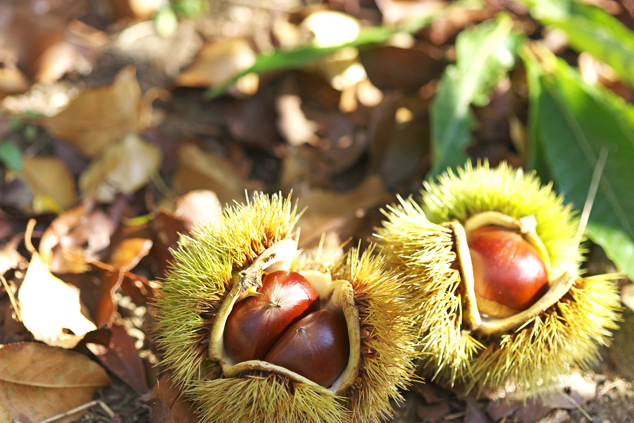 家乡的美味板栗：我的童年回忆