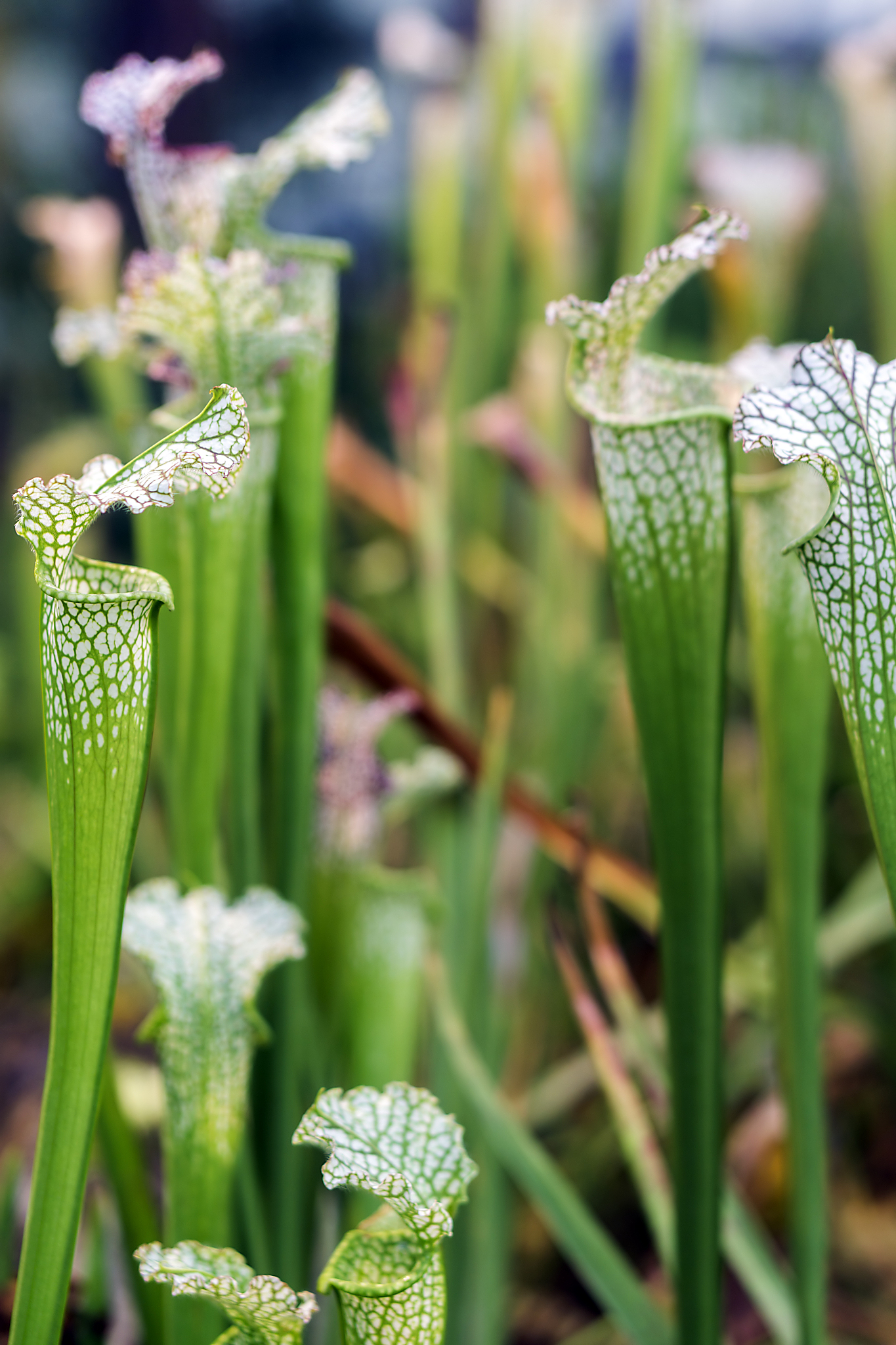 sarracenia