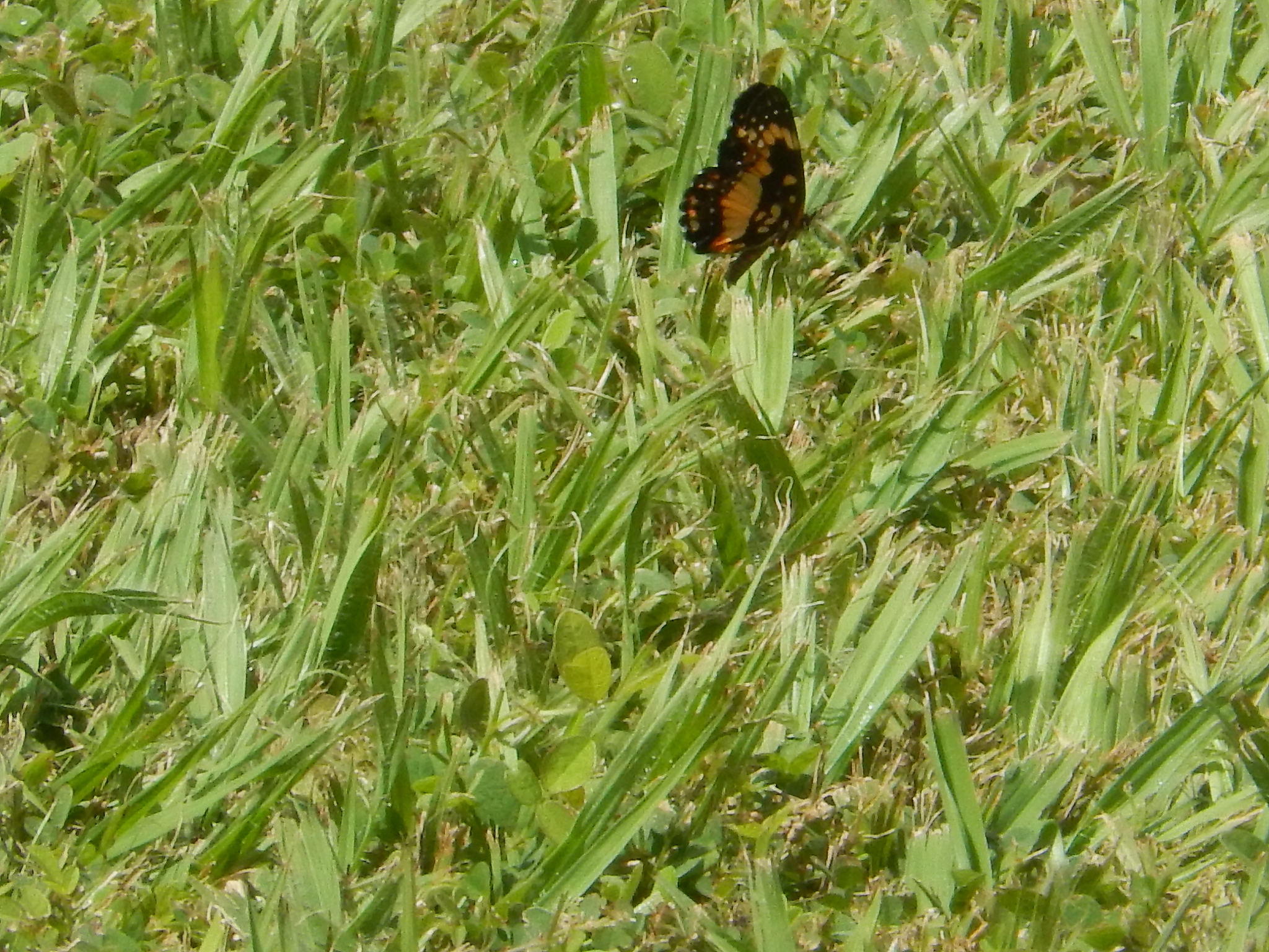 小麦虫害：对农业生产的影响及防治策略