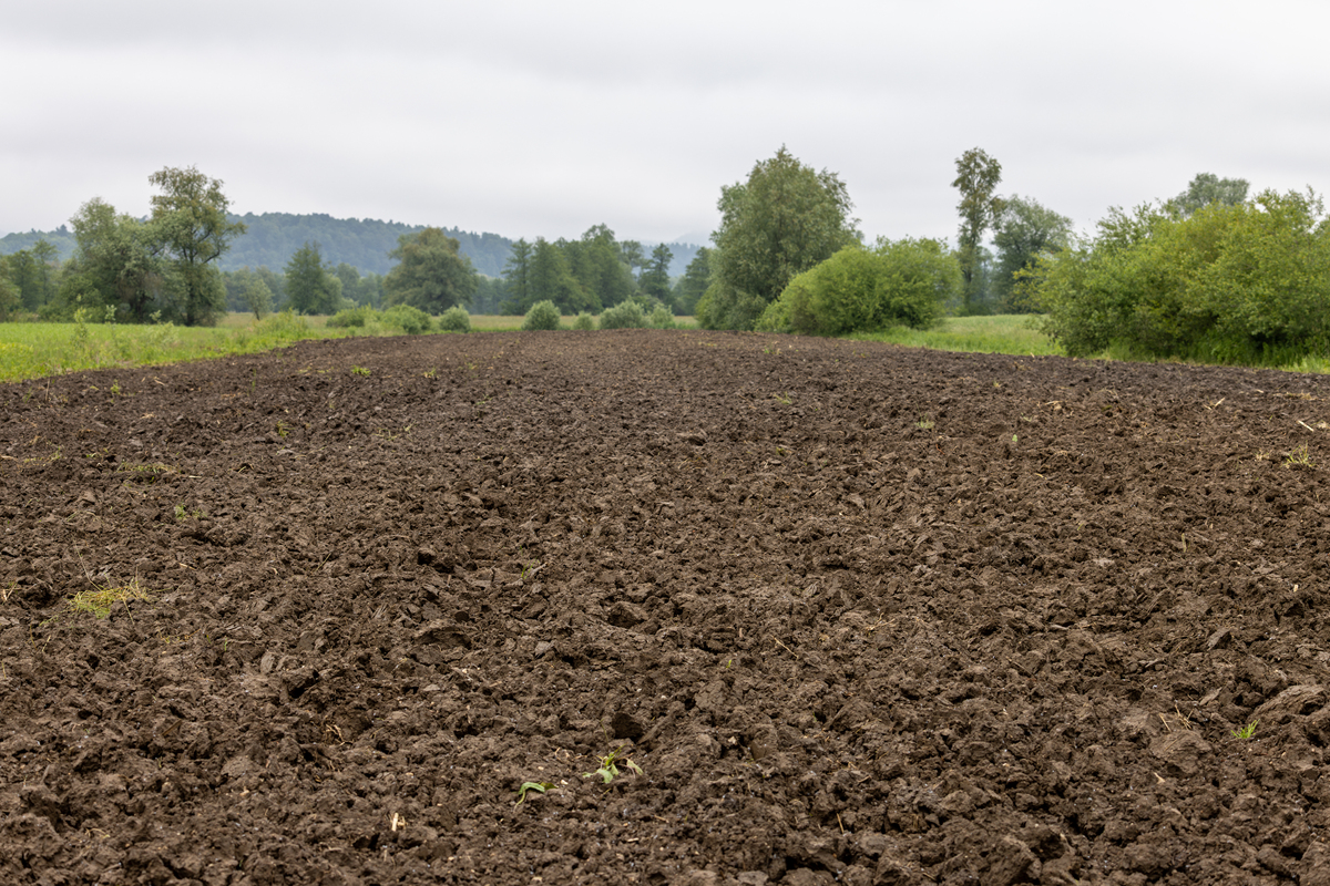硅肥和稀土微肥的作用：植物生长与品质的提升