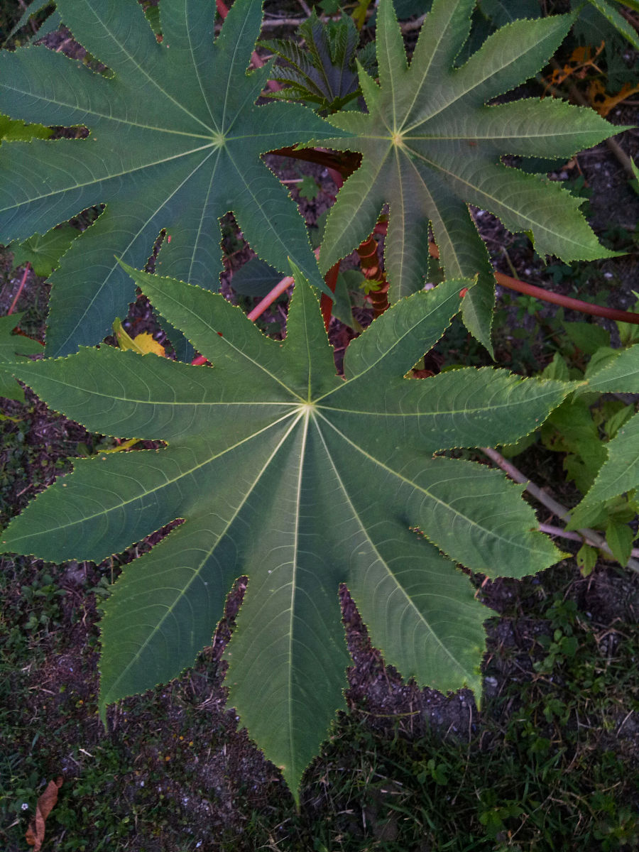 类似大麻叶的叶子结构