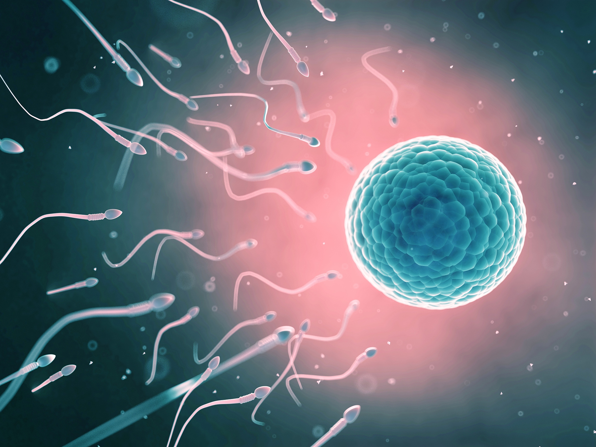 精子：男性生育力的关键 - 结构、功能及重要性