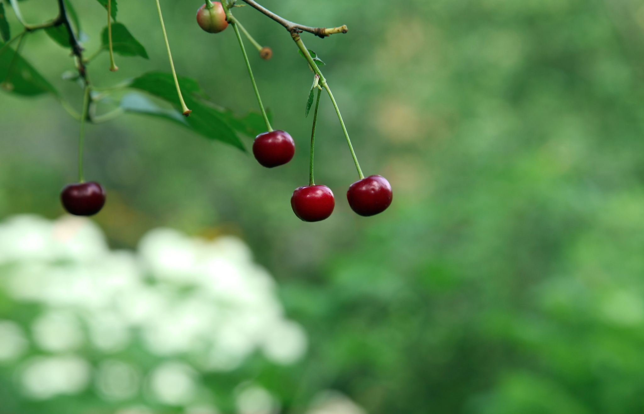 cherry.