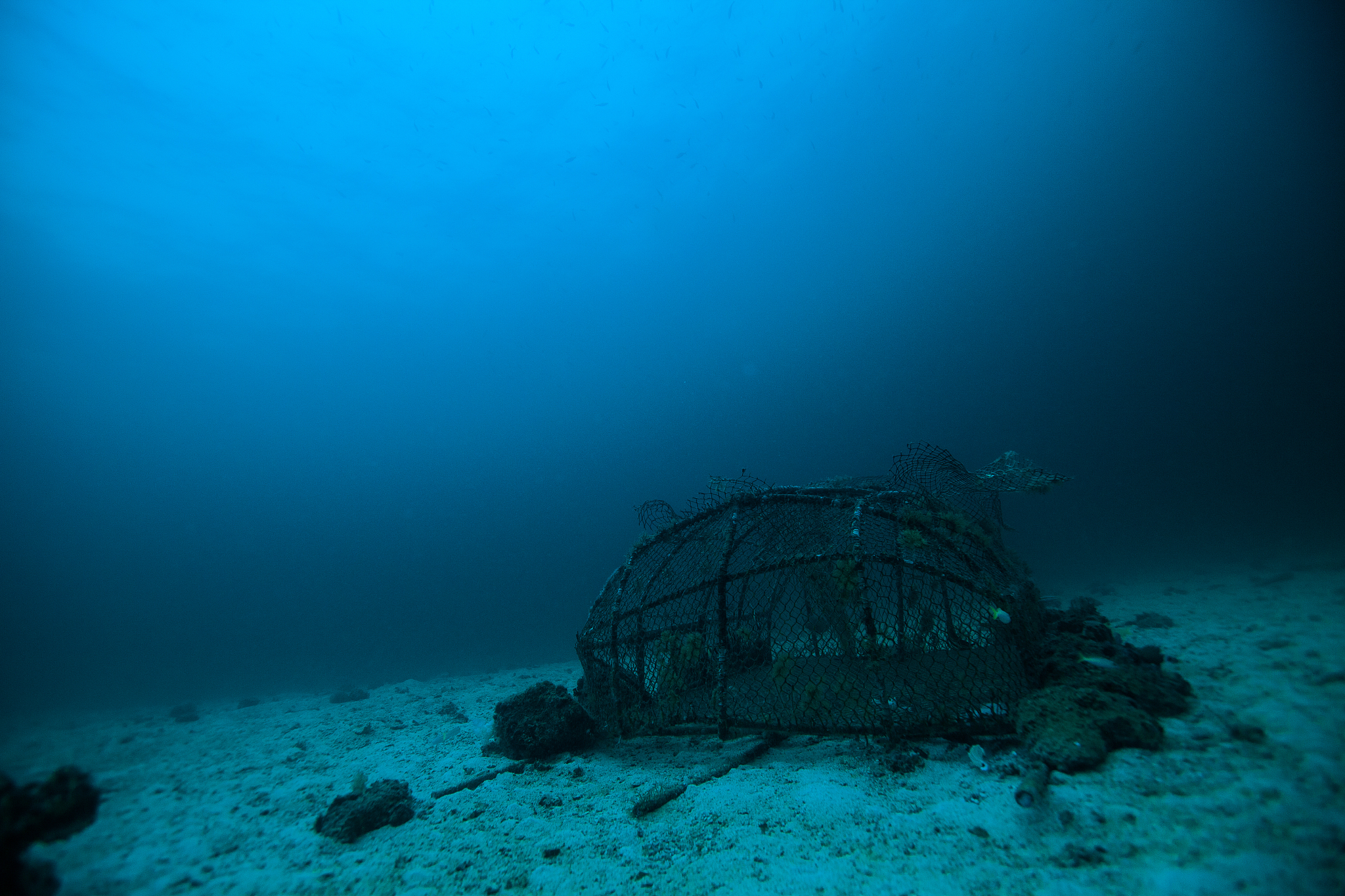 underwater creature of andaman sea, thailand