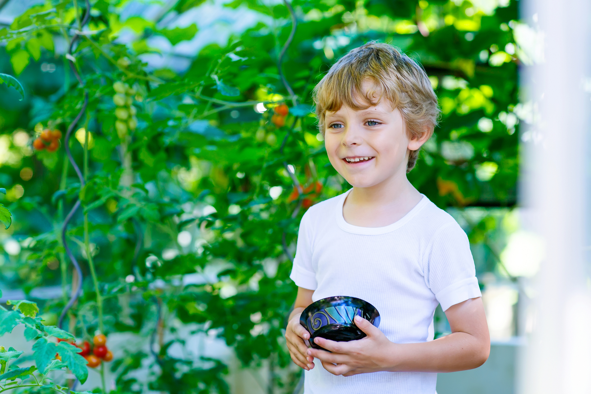 little kid boy picking tomatoes in greenhouse