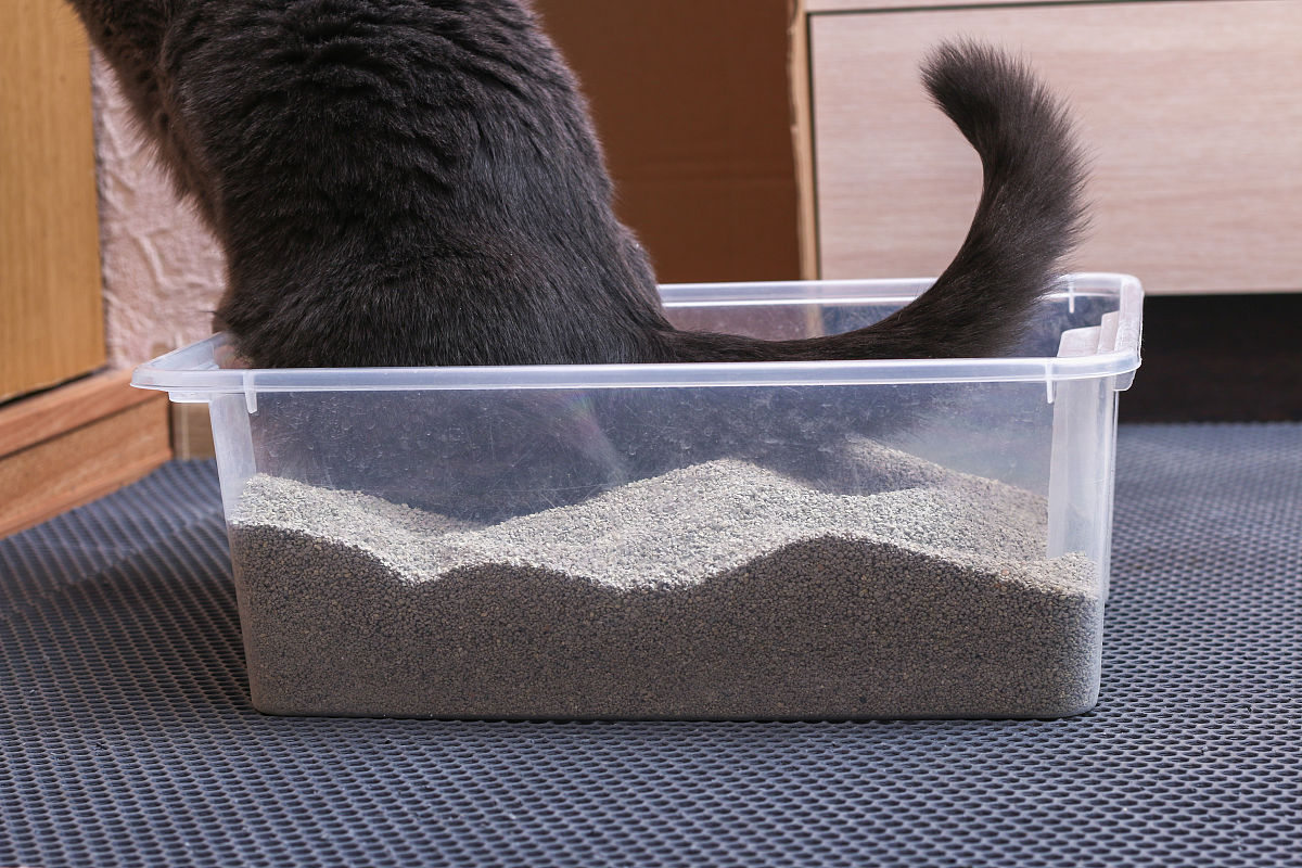 猫砂适合做外贸吗会不会利润很低