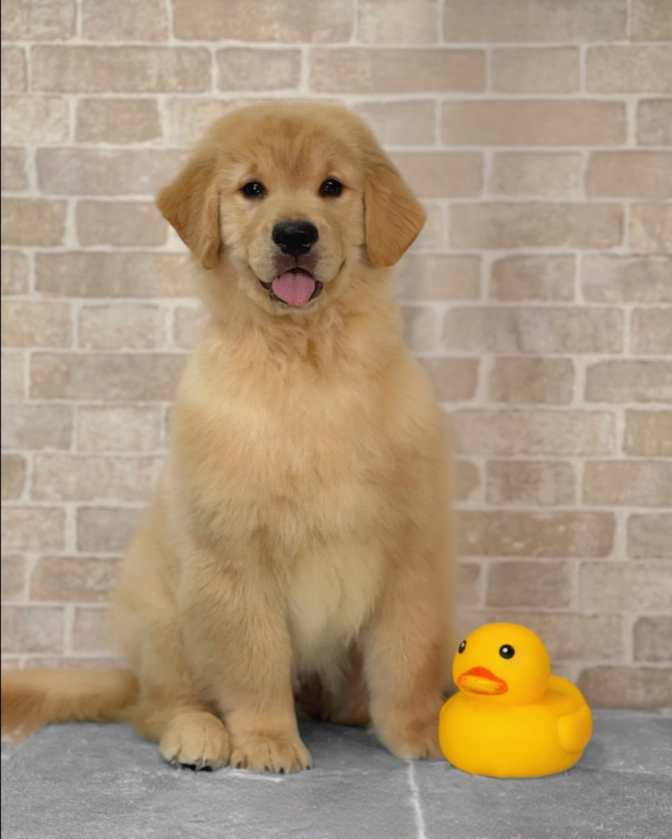 最爱的小动物：金毛犬的魅力