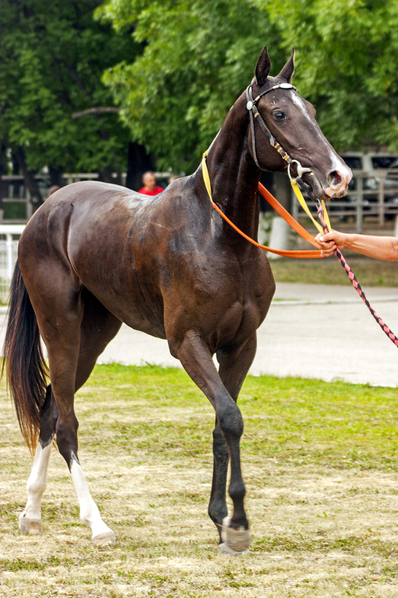 portrait of akhal-teke horse.