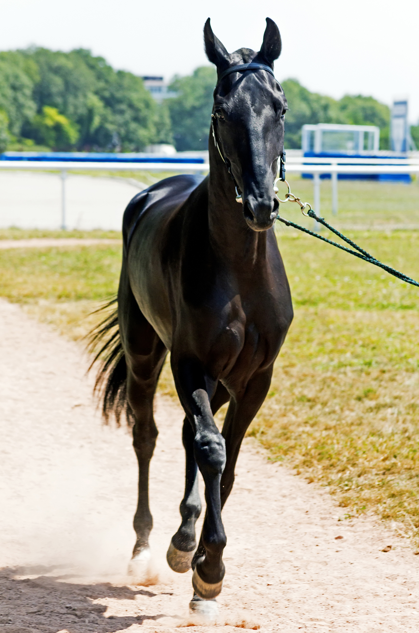 portrait of akhal-teke horse.