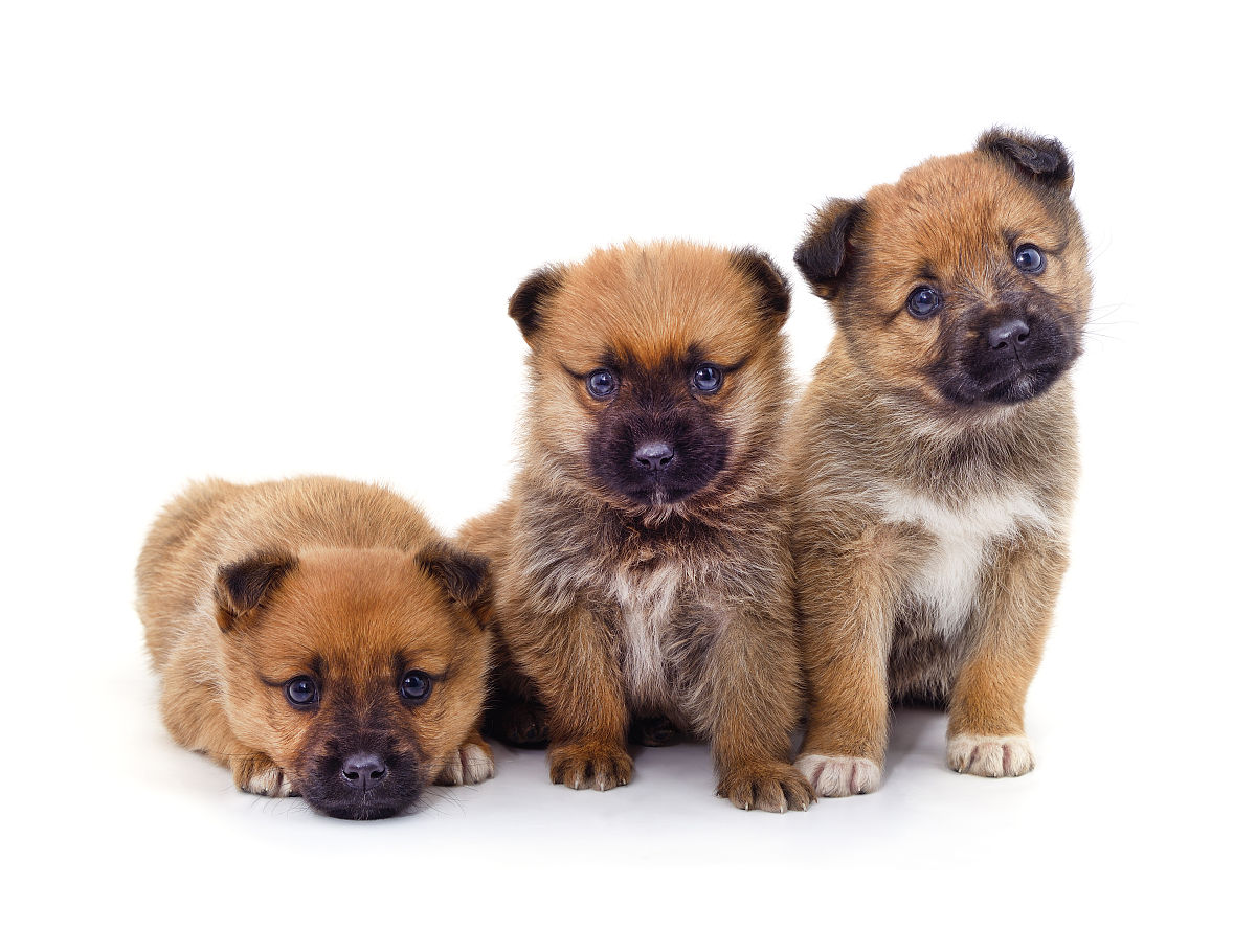 三只松鼠仓库管理优化问题的调查问卷的设计原则