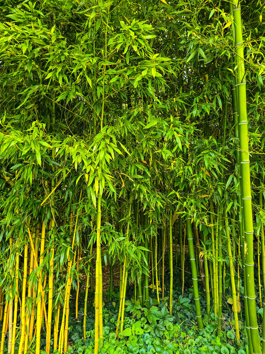 茂密的绿色和黄色竹林背景